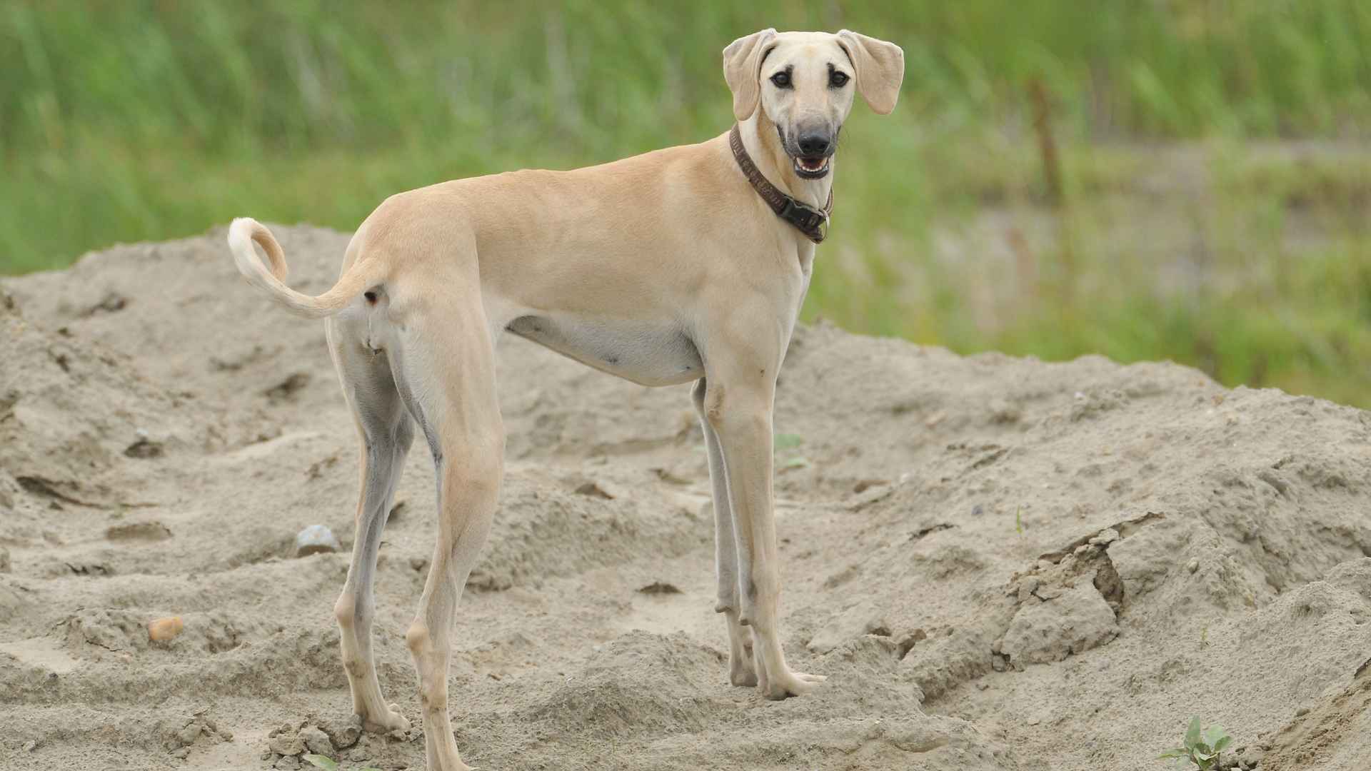 7 Rare Dog Breeds That Don't Bark At All