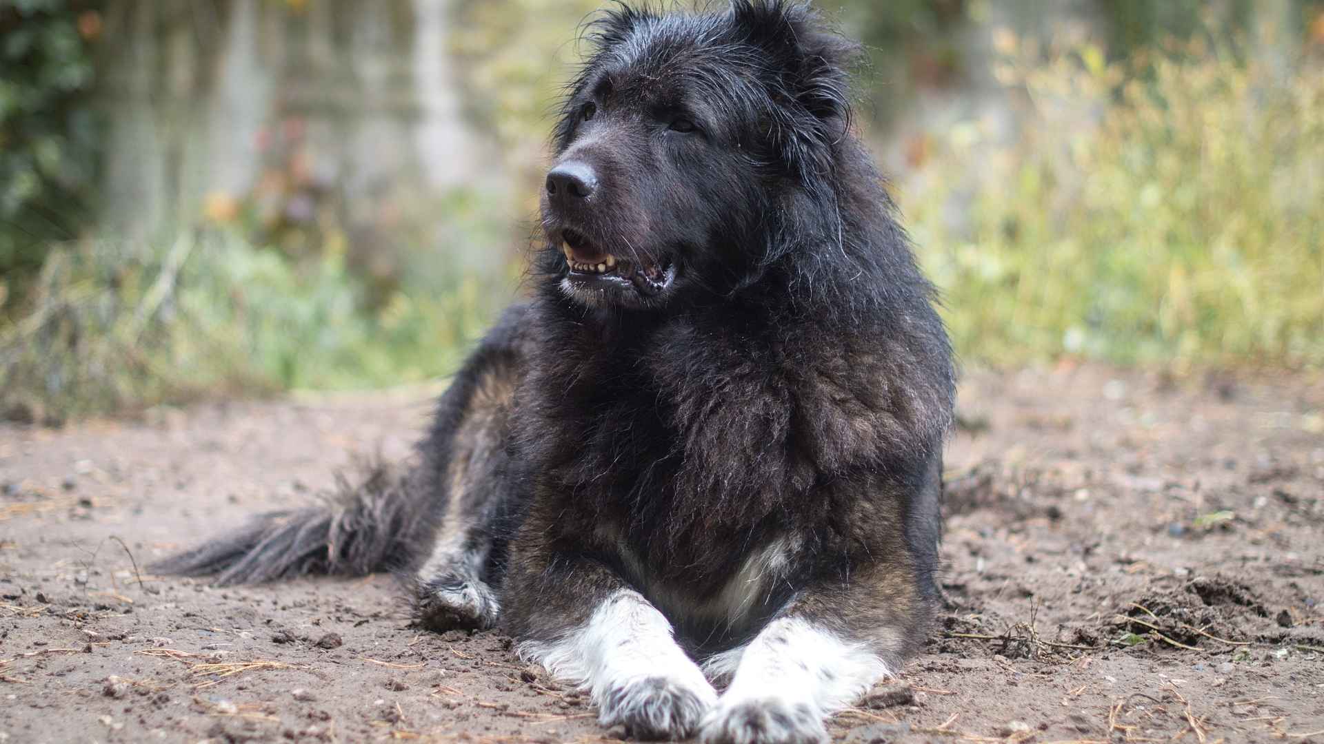 7 Rare Dog Breeds That Look Like Ancient Guard Dogs