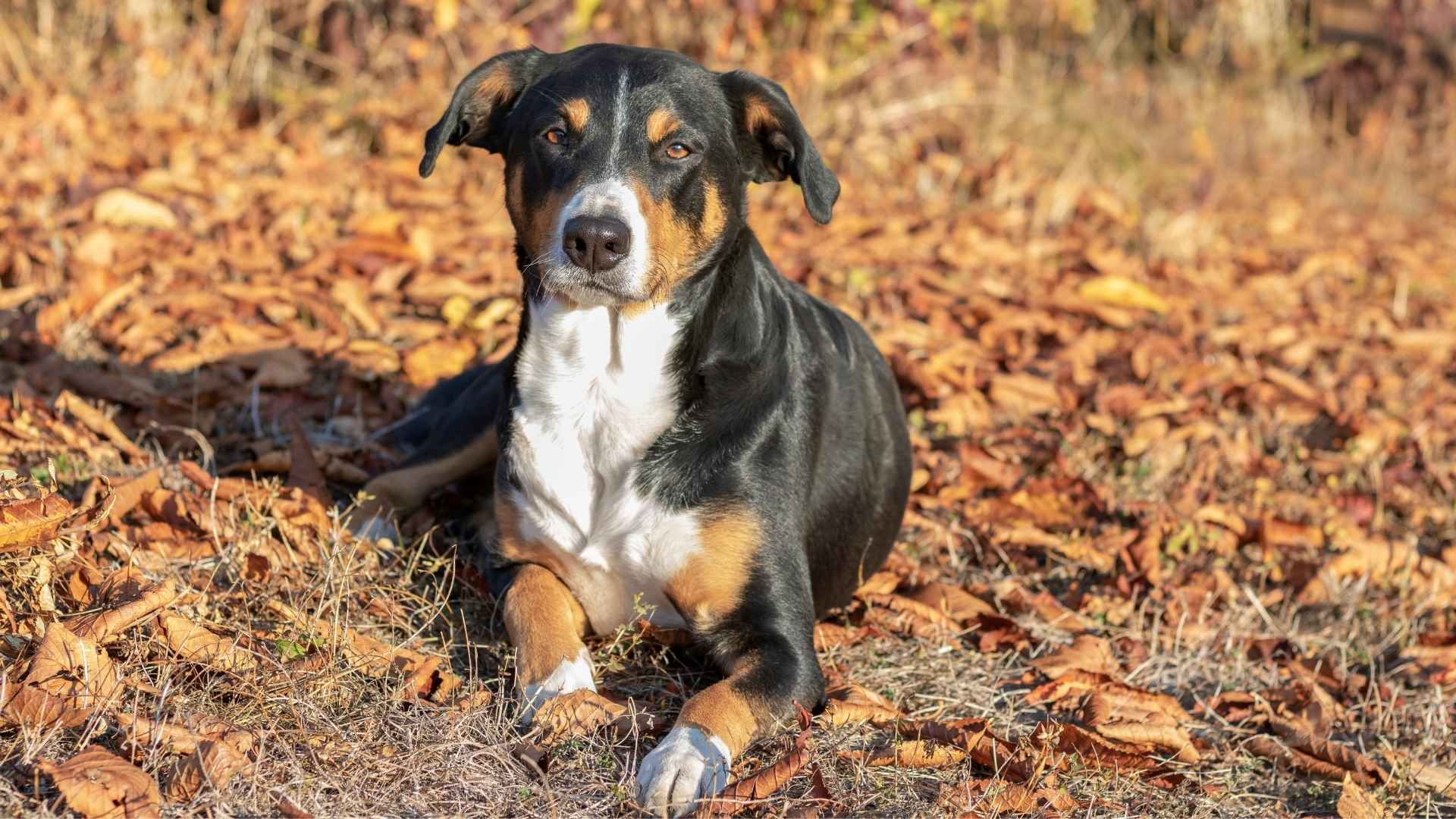 7 Rare Guard Dog Breeds Perfect For Kids