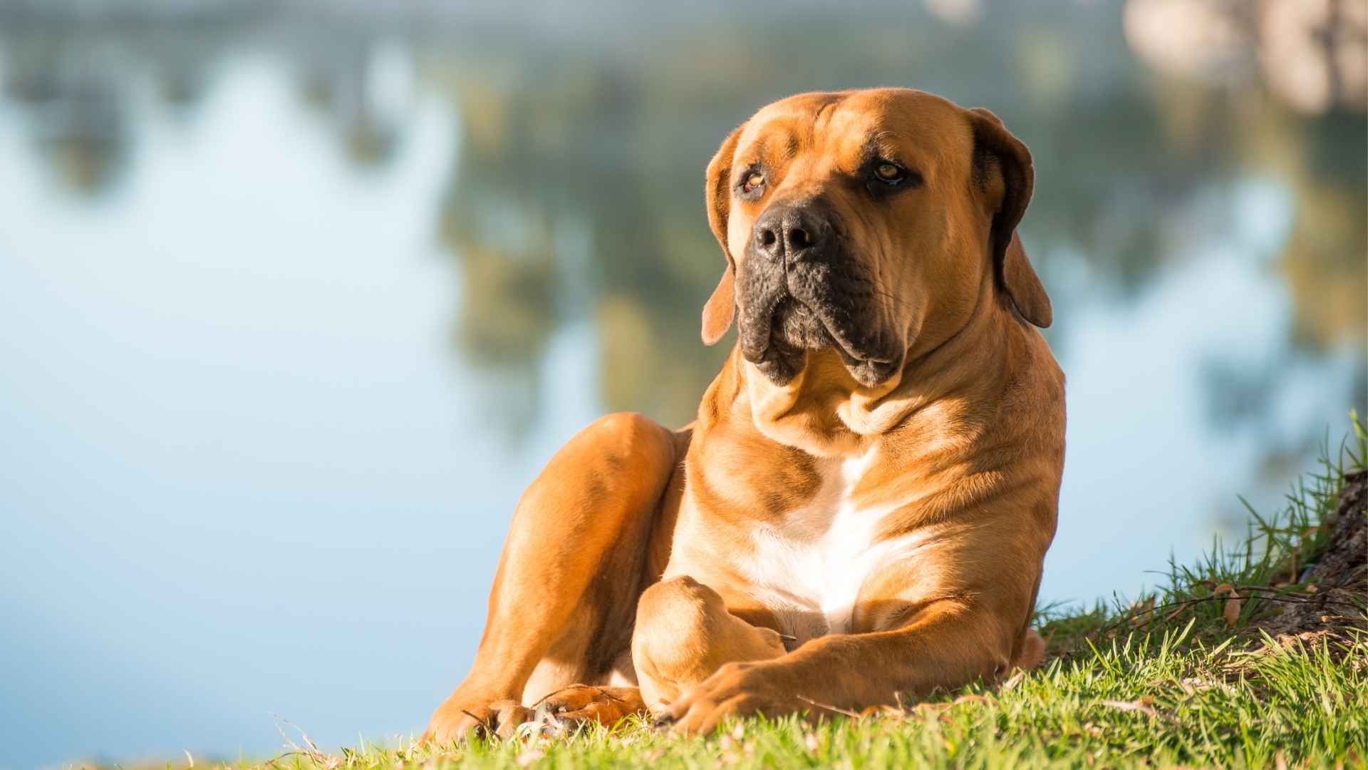 7 Rarest Guard Dog Breeds You Can Own Today