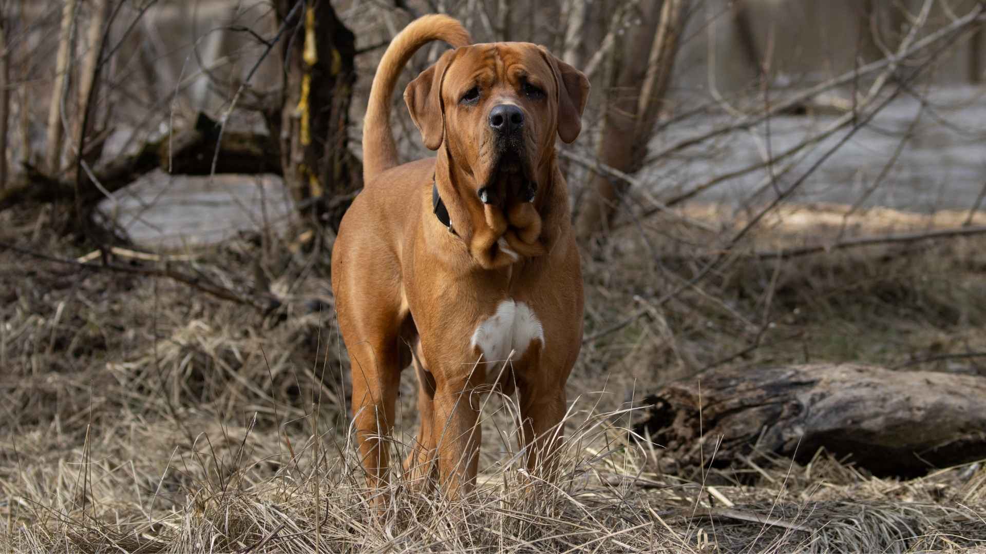 7 Rarest Yet Fiercest Dog Breeds