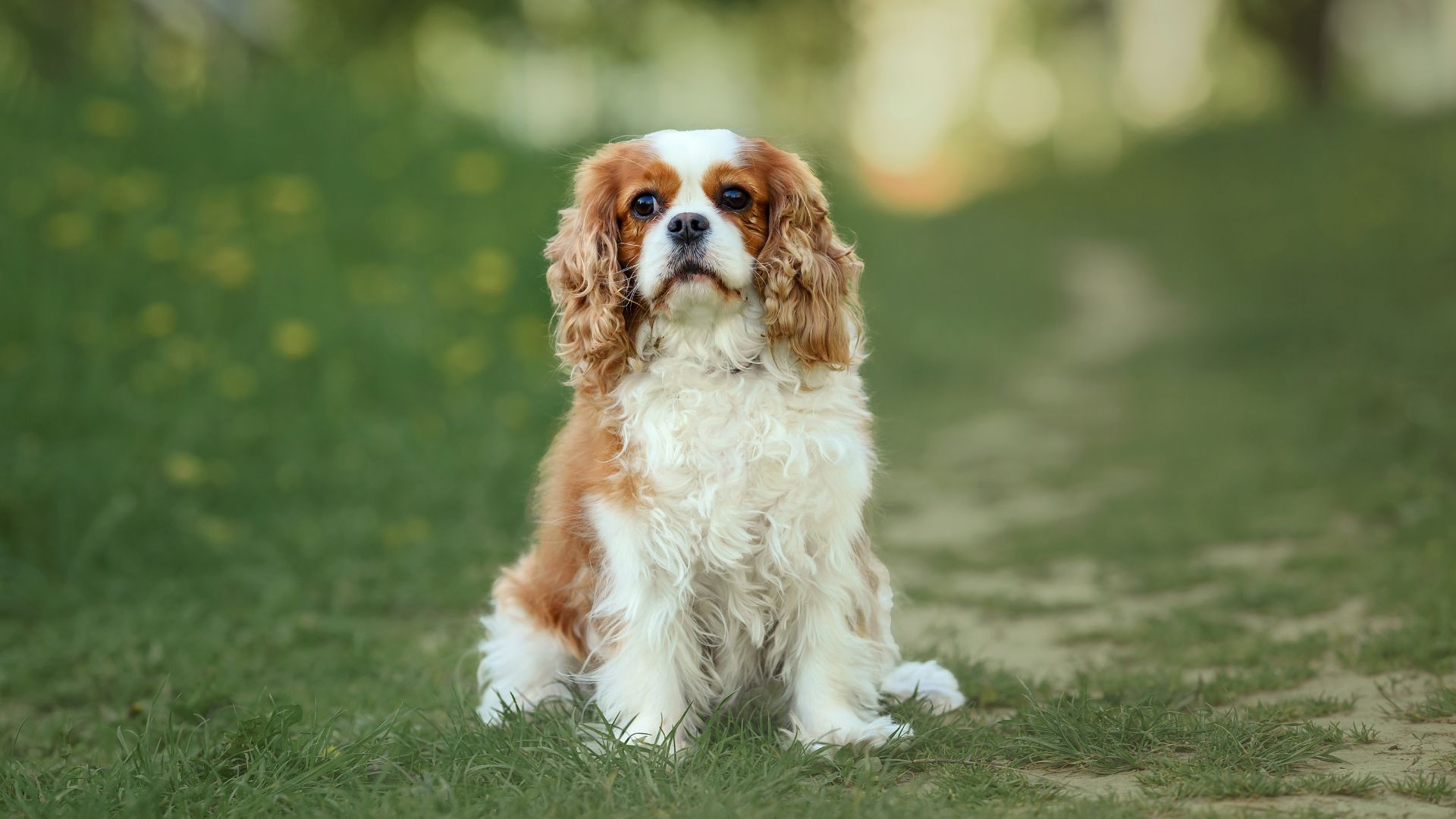 7 Sensitive Dog Breeds Known For Patience and Tolerance