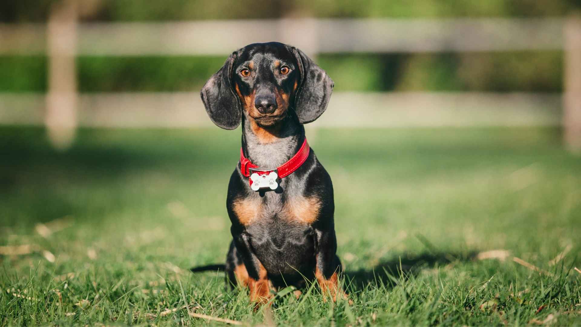 7 Short-Haired Small Dog Breeds for Easy Care