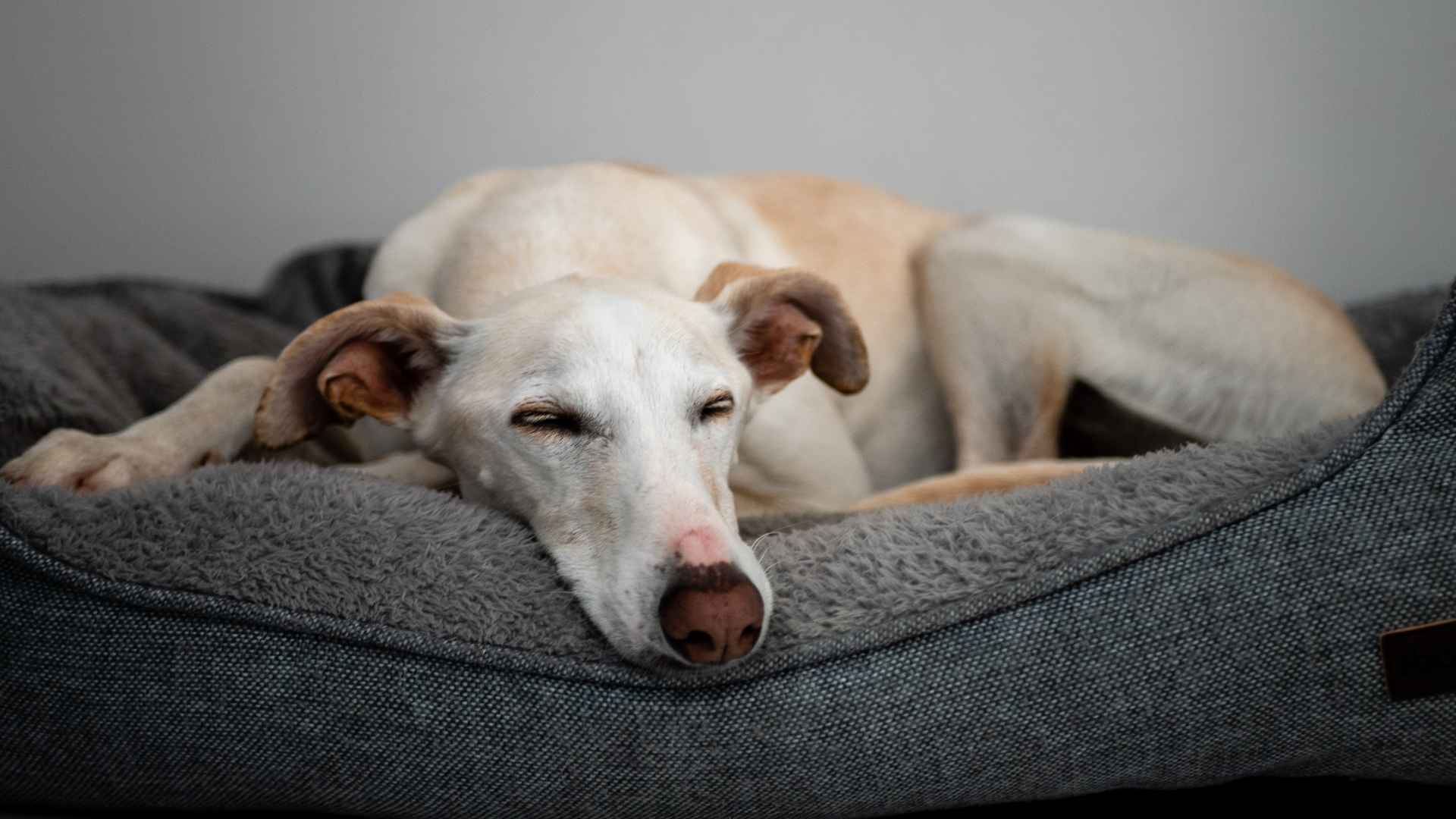 7 Sleepiest Dog Breeds Who Can’t Wake Up On Time