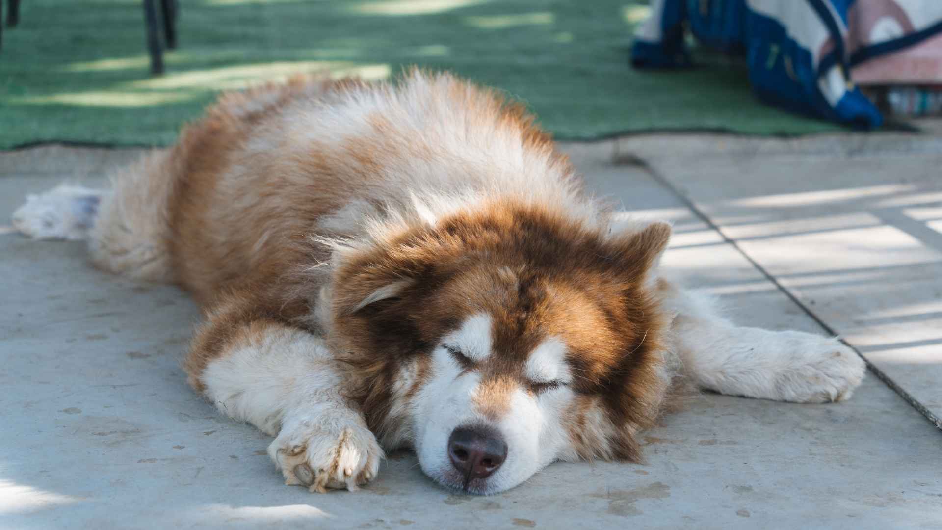 7 Sleepy Dog Breeds Known For Extending Their Zzz's