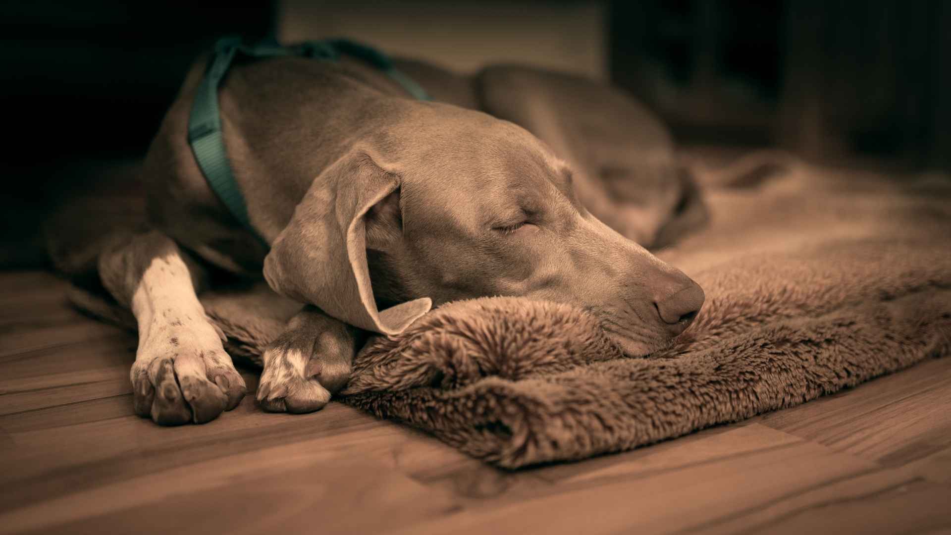 7 Sleepy Dog Breeds Whose Only Goal Is To Rest