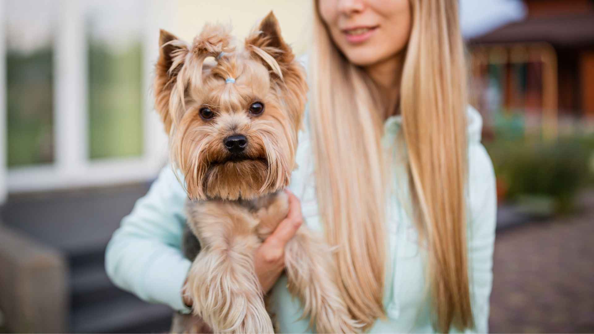 7 Small Friend Dog Breeds For Every Dog Lover