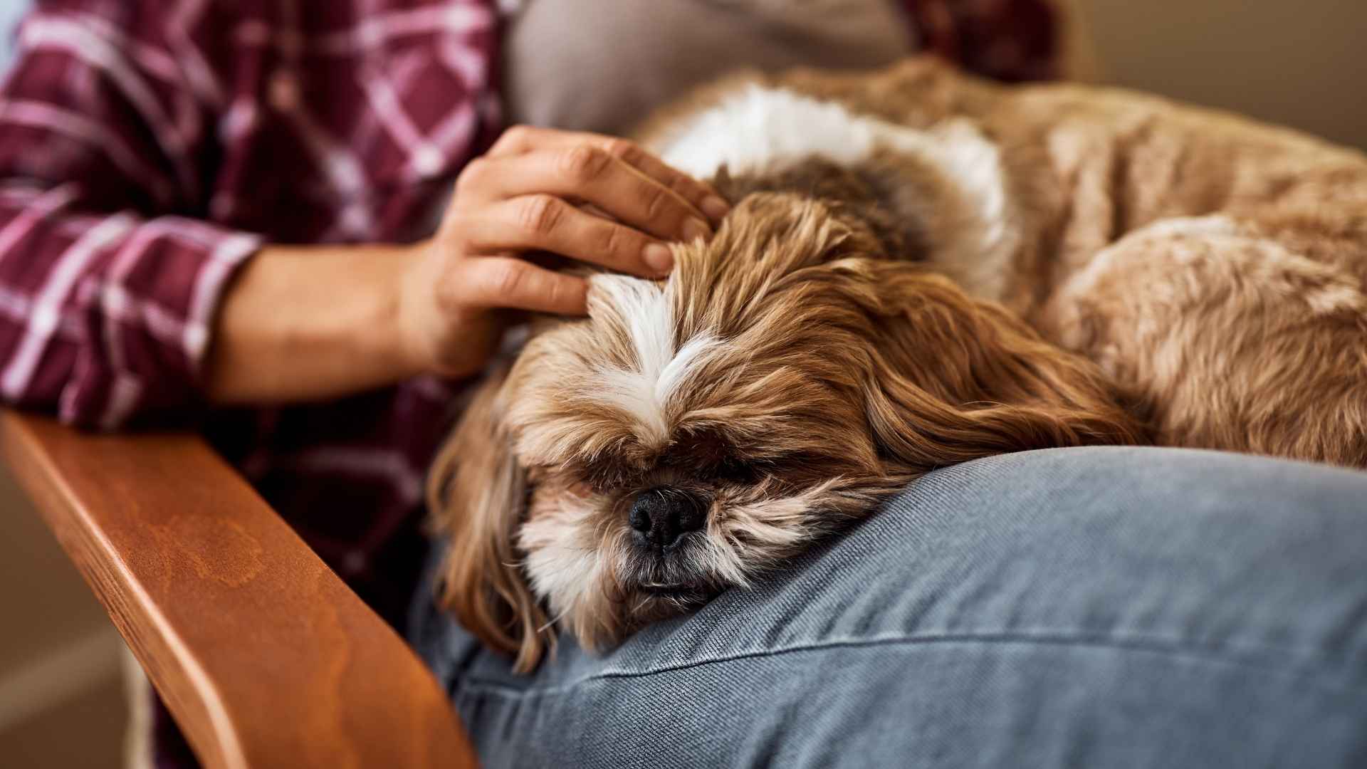 7 Small Lazy Dog Breeds That Love to Nap All Day