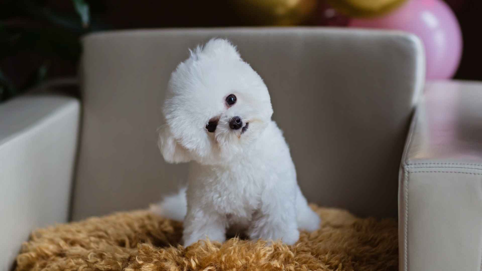 7 Small Soft Teacup Dog Breeds For You