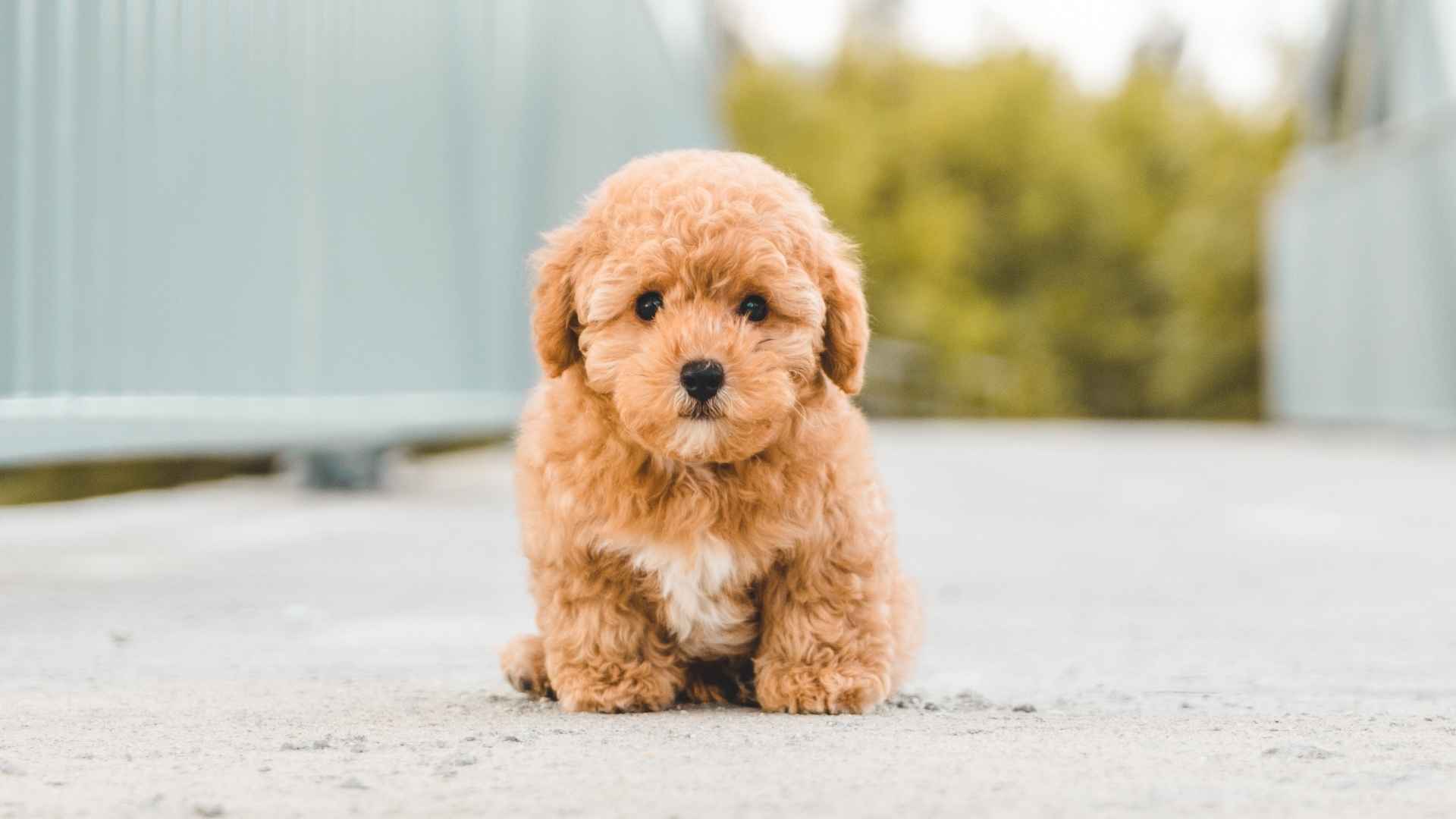 7 Small Sweet Dog Breeds You'll Love