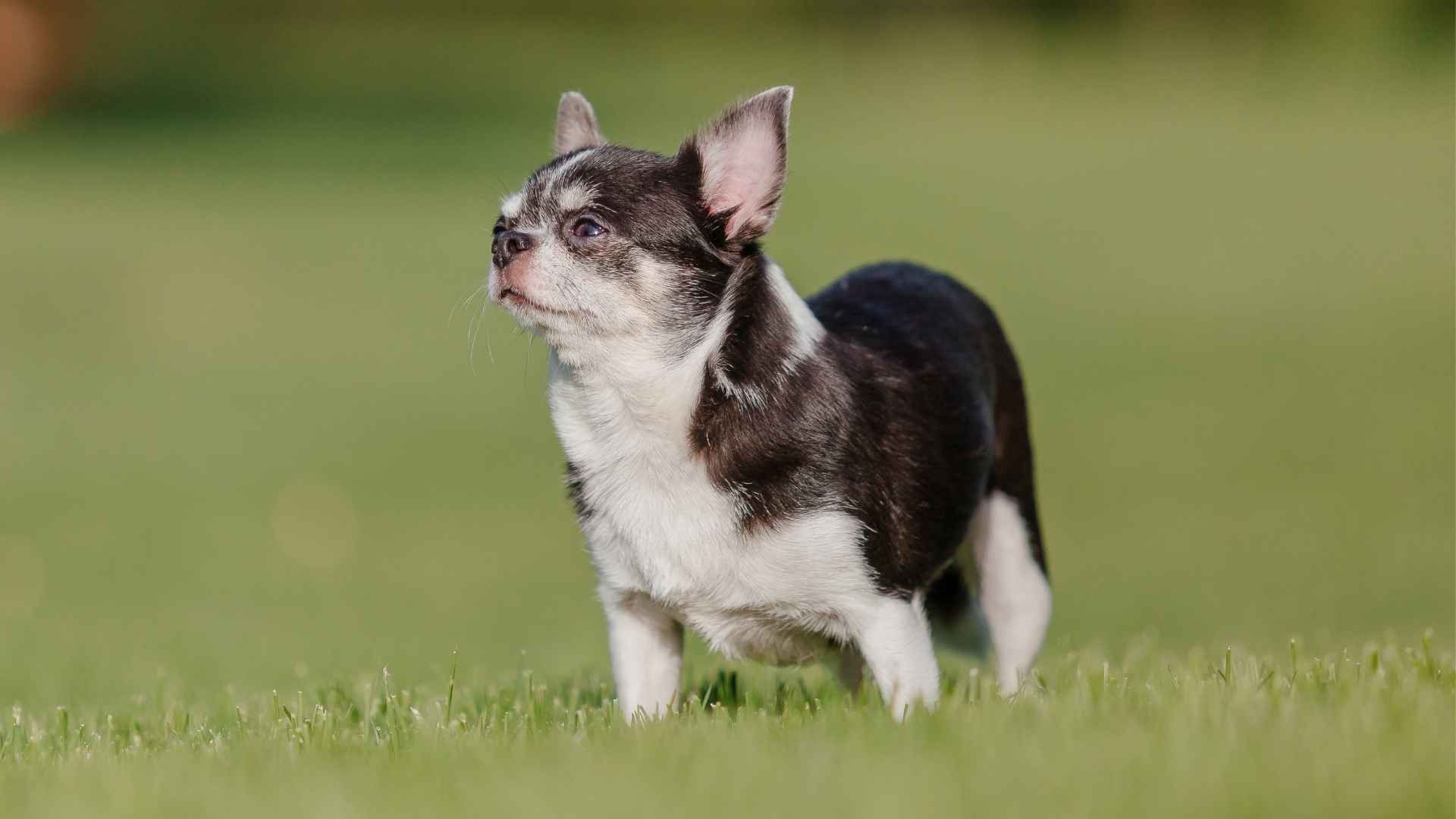 7 Smallest Dog Breeds In Terms Of Height And Weight
