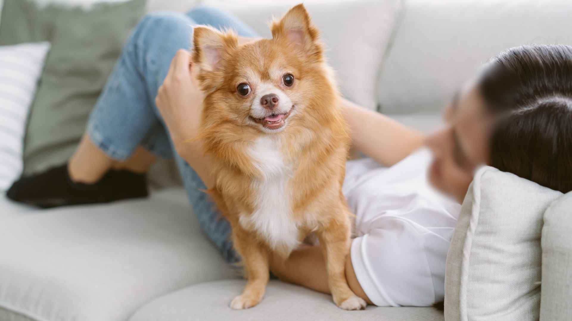 7 Smallest Dog Breeds That Make Big Companions