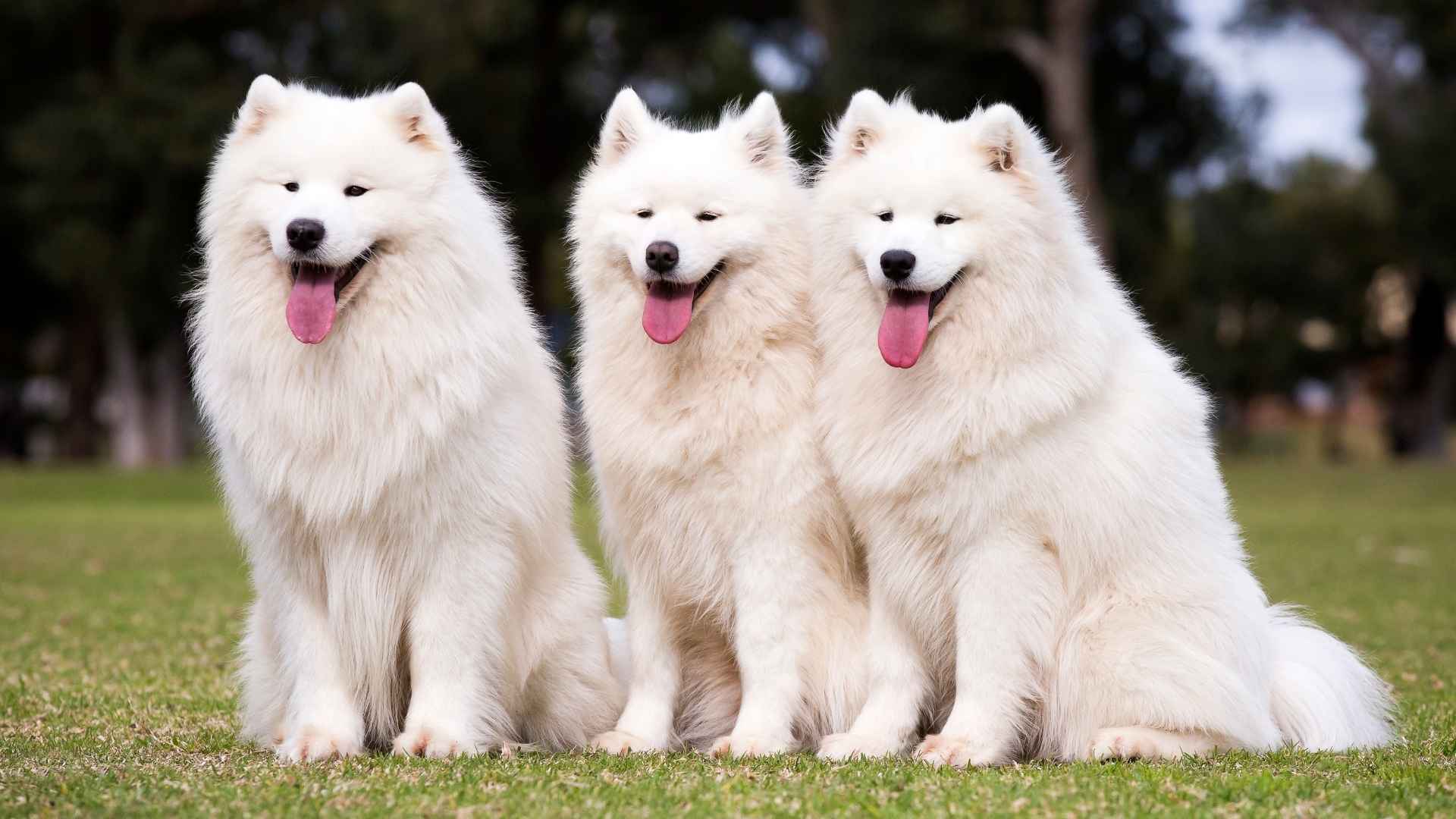 7 Smart And Prettiest Dog Breeds You Should Know