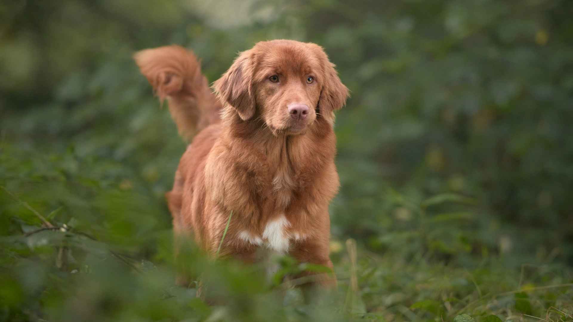 7 Smart and Steady Dog Breeds That Hunt Birds Without Scaring Them