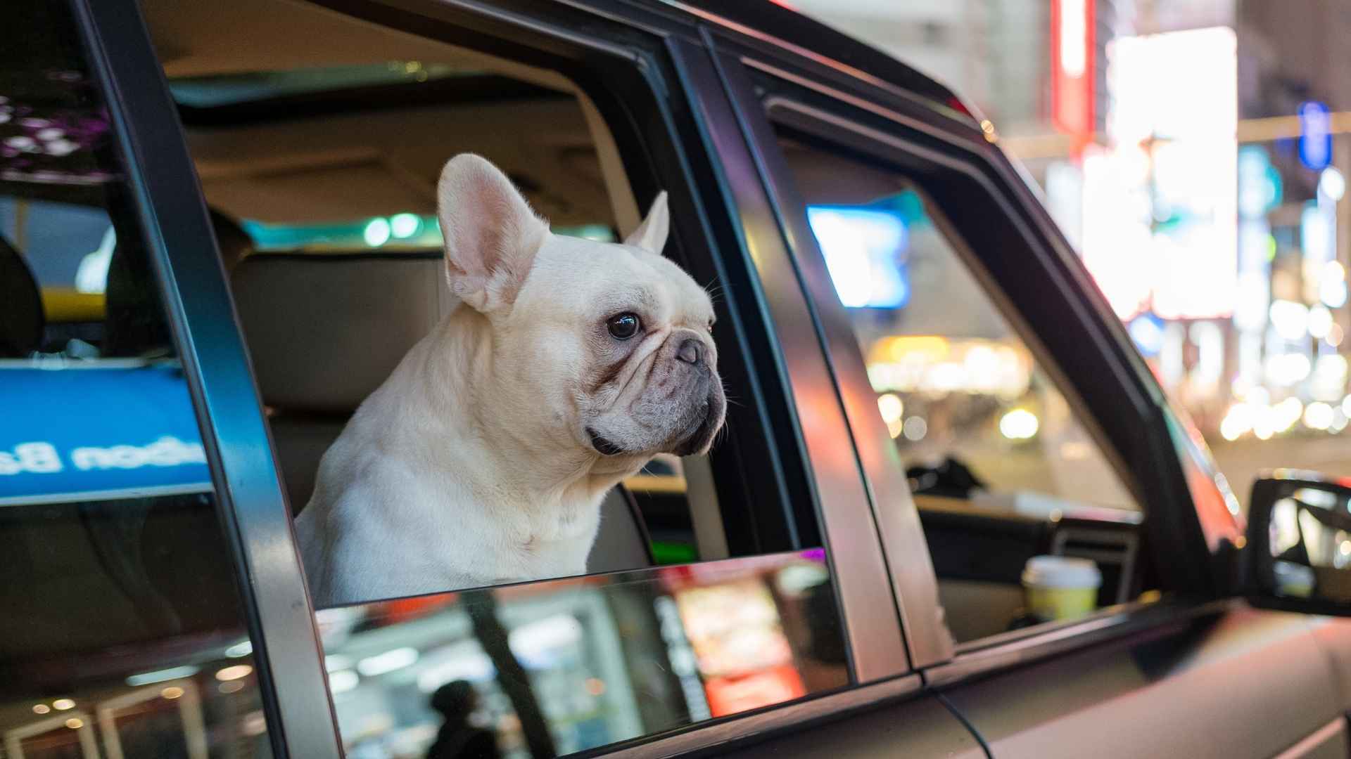 7 Smartest Dog Breeds For Those Who Travel Often