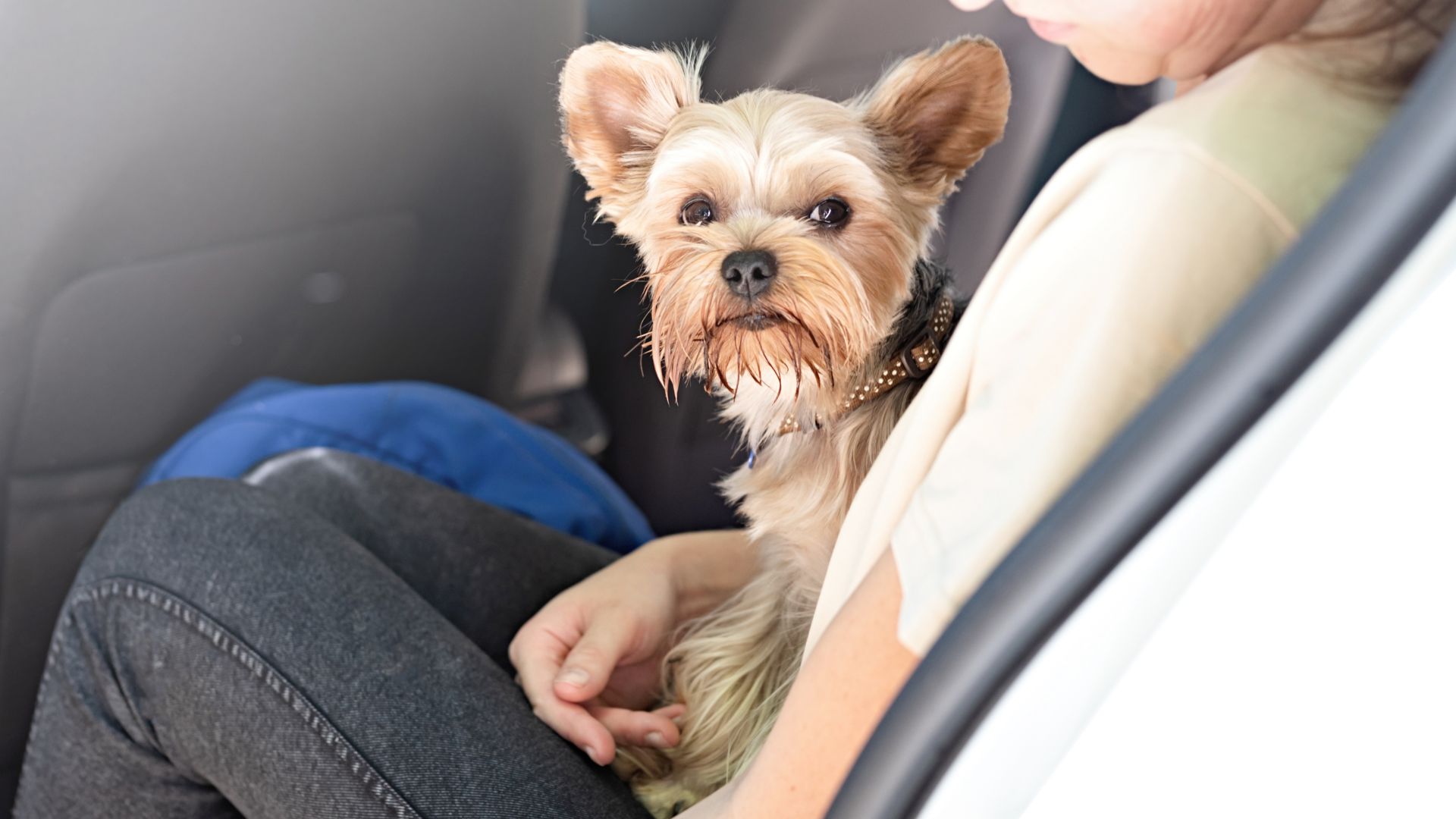 7 Smartest Dog Breeds For Travelers