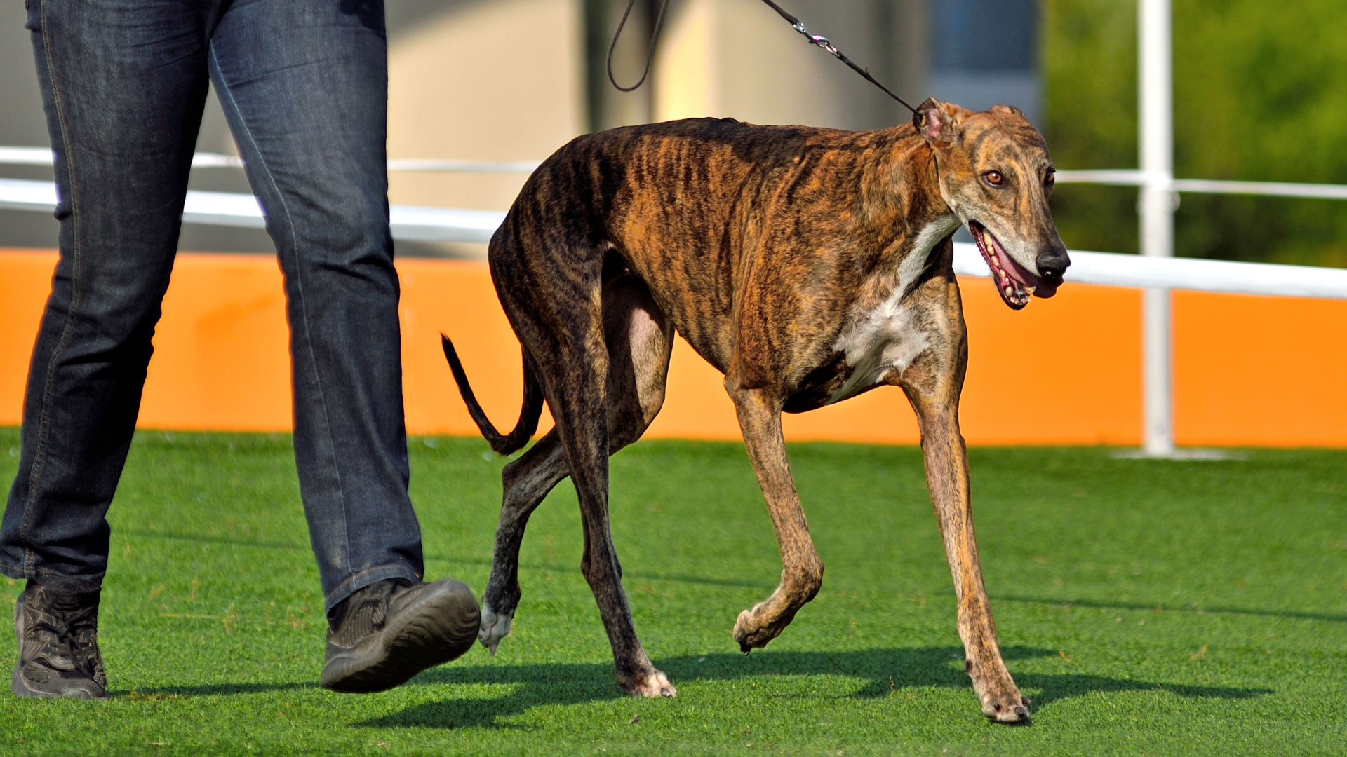 7 Smartest Hound Dog Breeds Of All Time