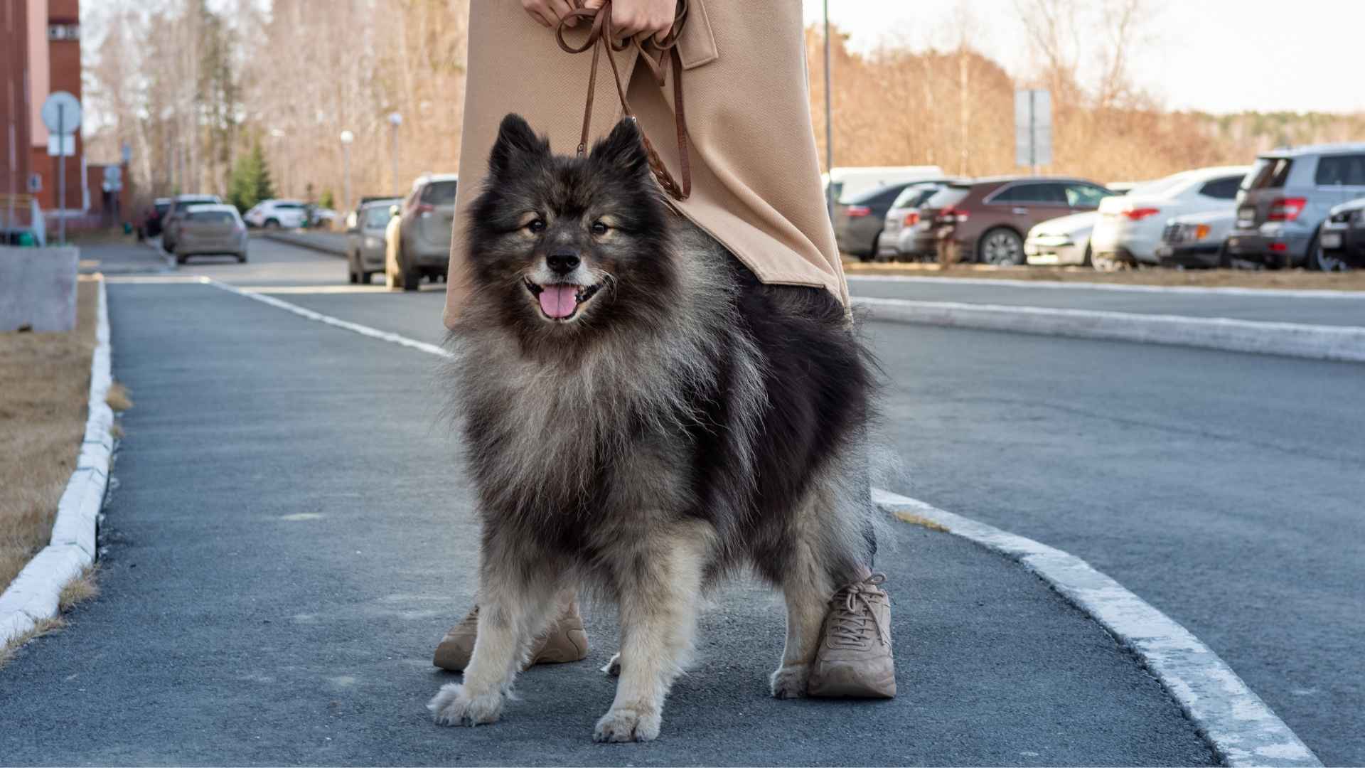 7 Smartest Non-Sporting Dog Breeds Ever