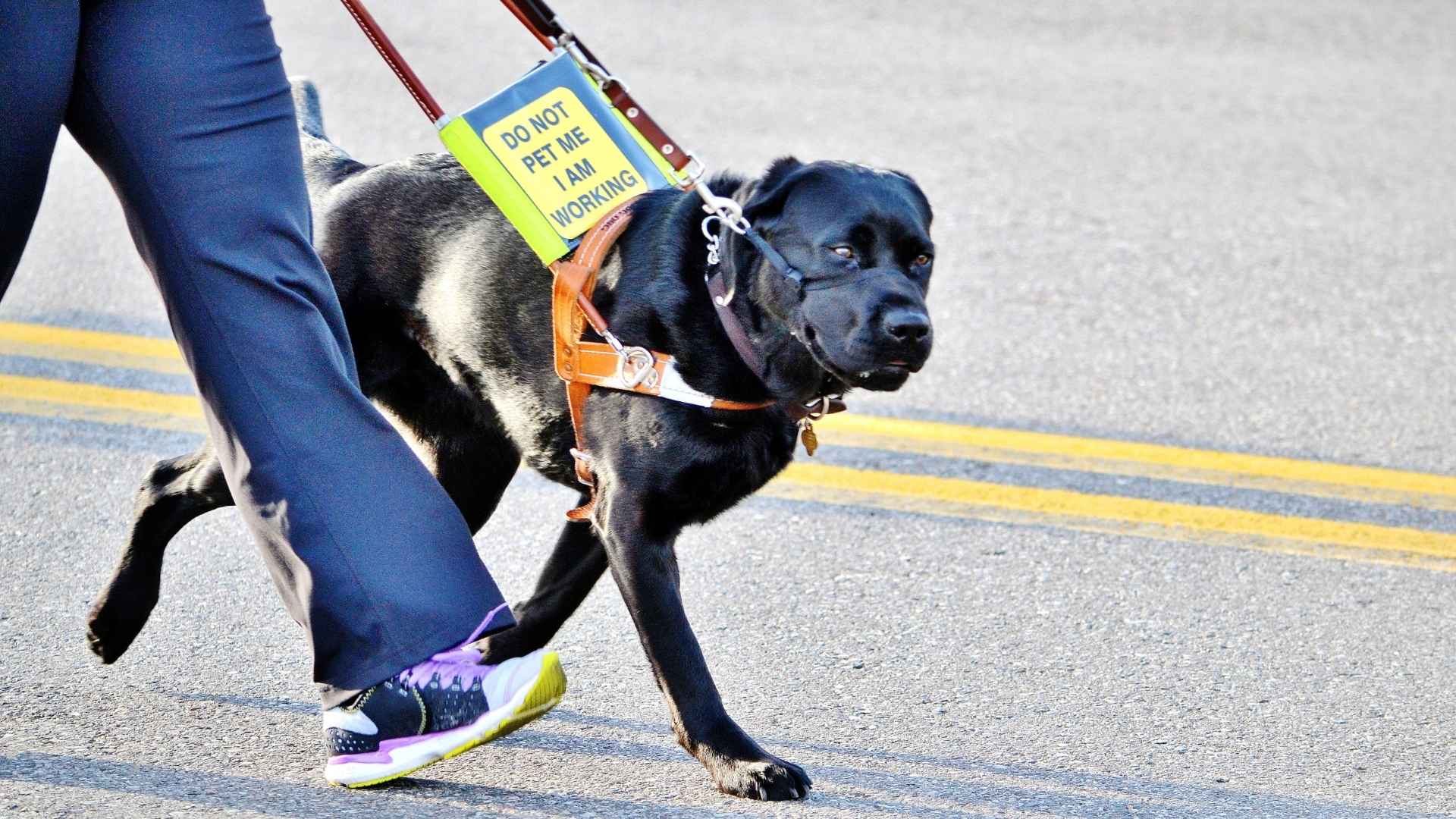 7 Smartest Service Dog Breeds for All Your Needs