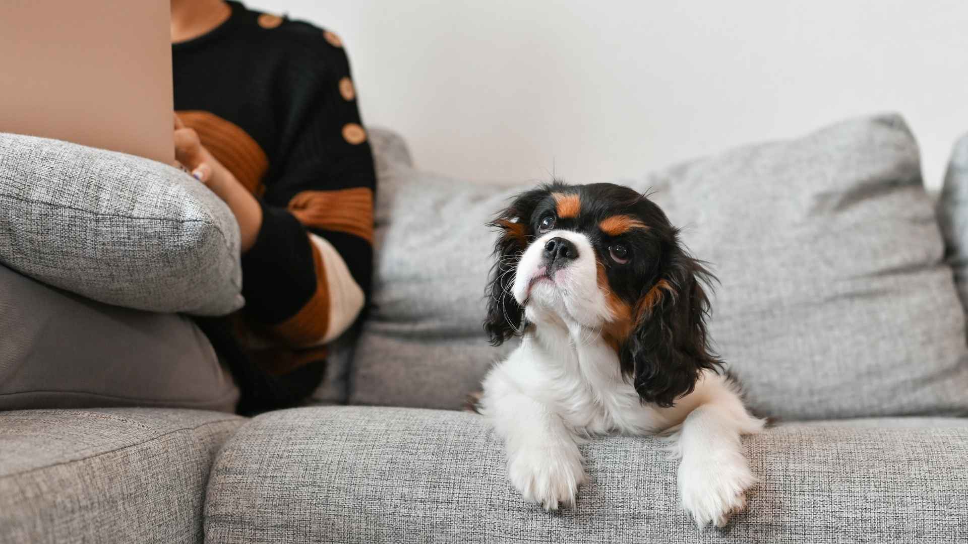 7 Smartest Toy Dog Breeds Perfect for Busy People