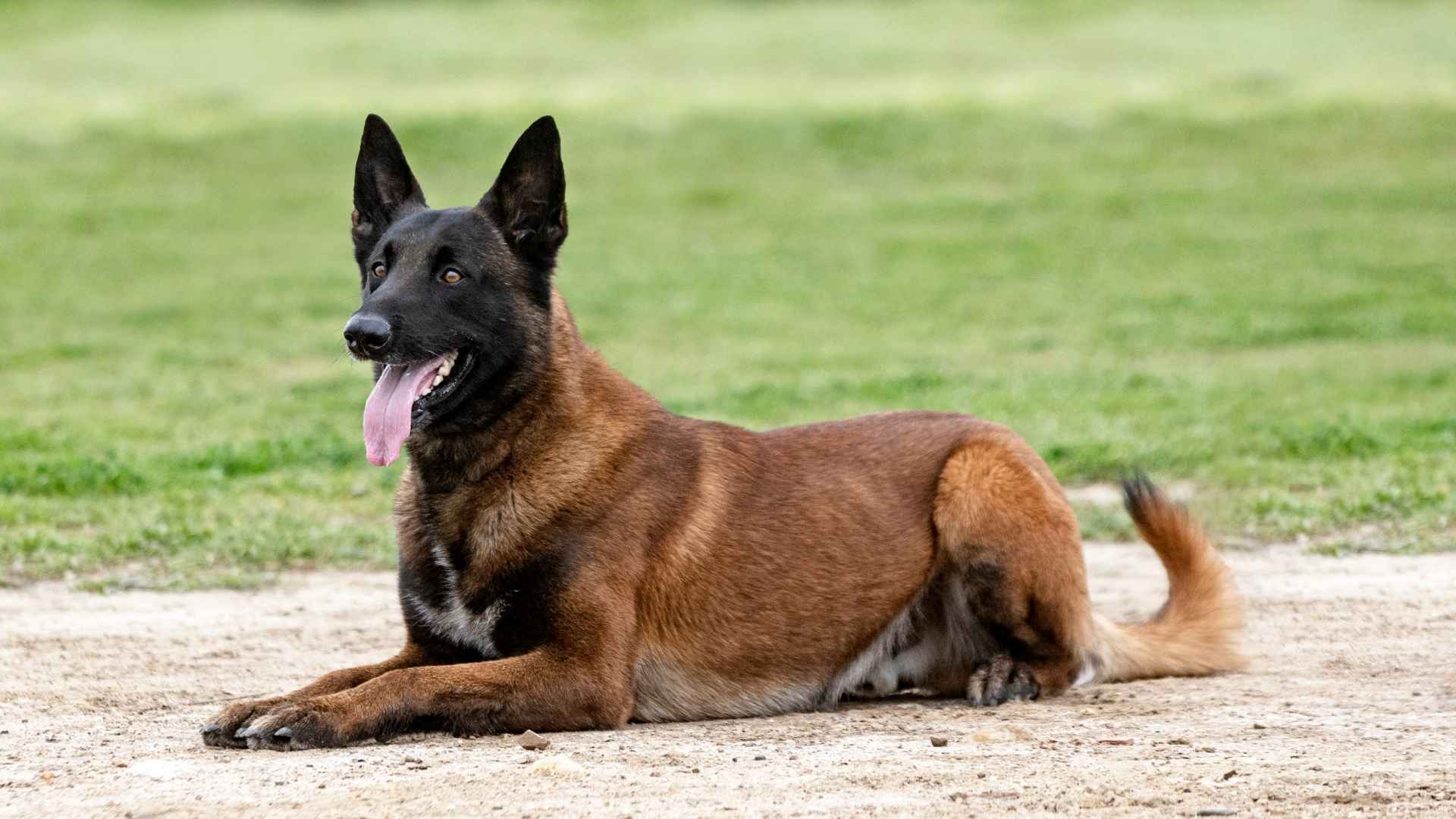 7 Smartest Watch Dog Breeds You Should Know