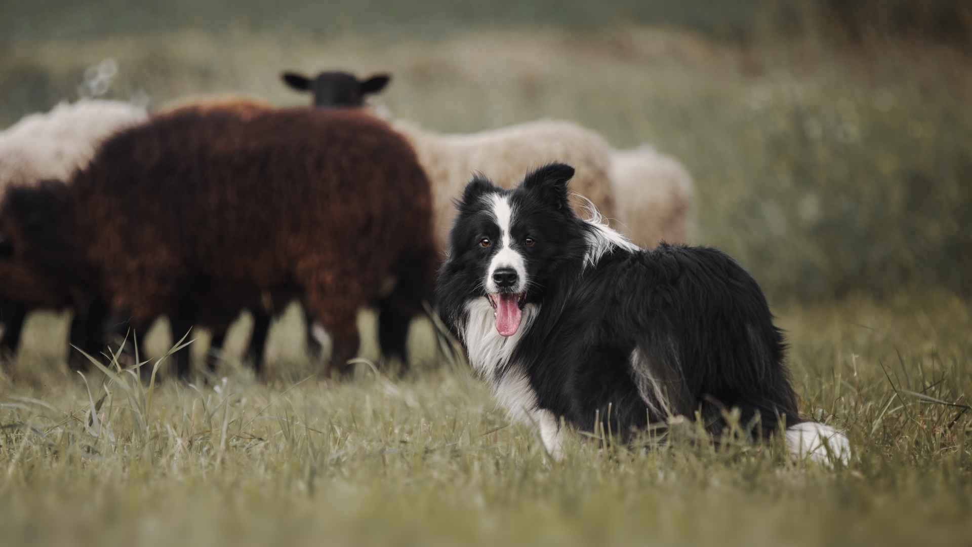 7 Smartest Working Class Dog Breeds
