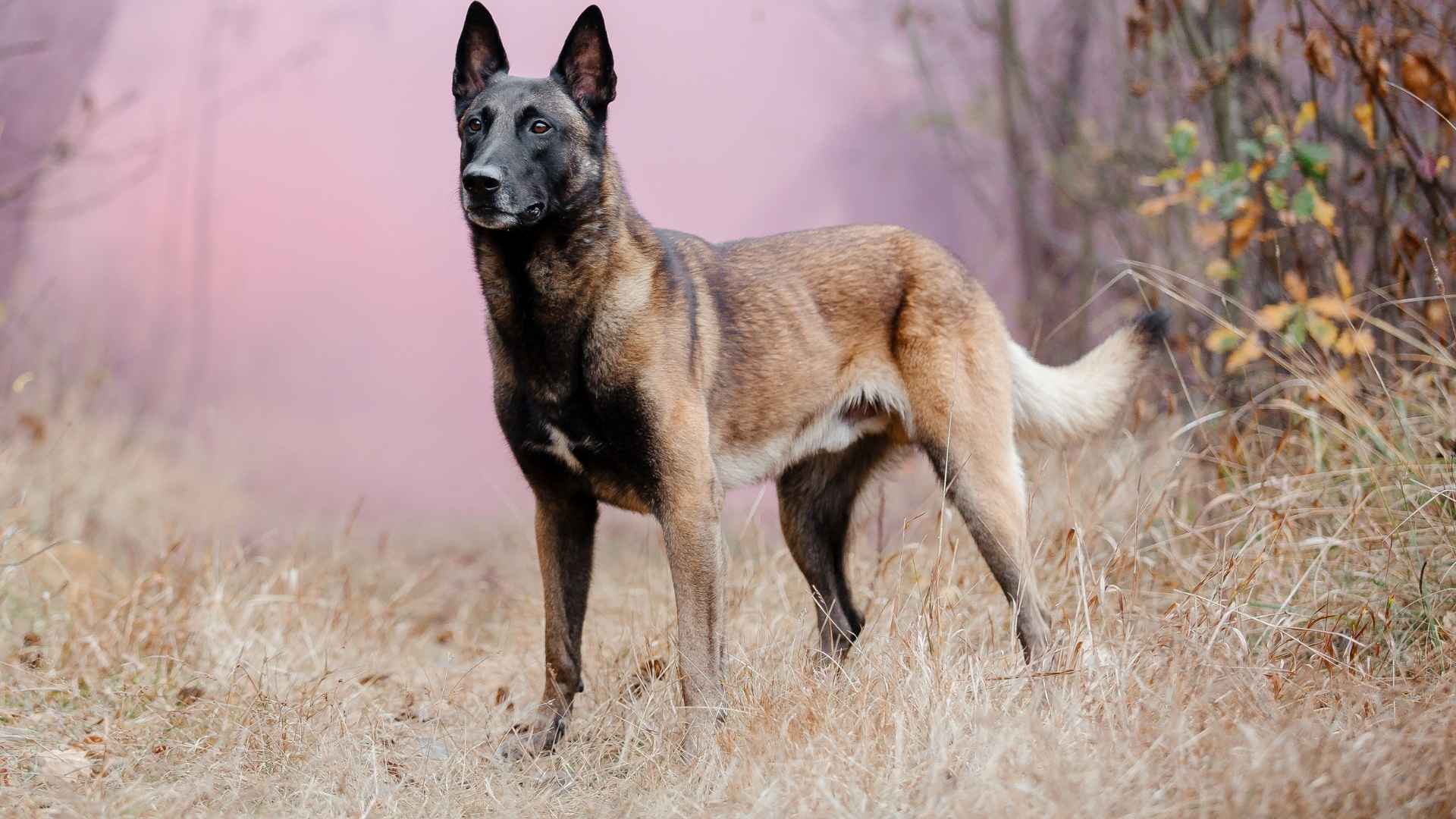 7 Strongest Brave Dog Breeds Against Any Threat