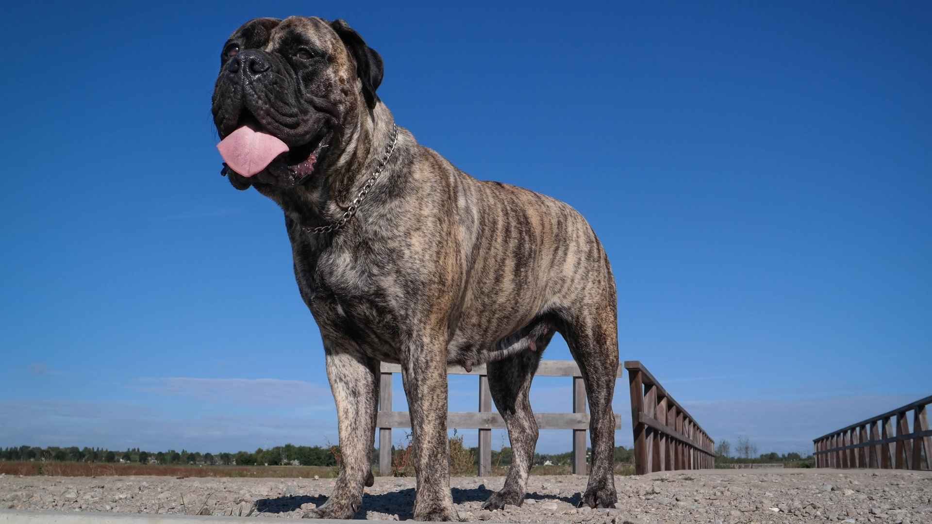 7 Strongest Fighting Dog Breeds In History