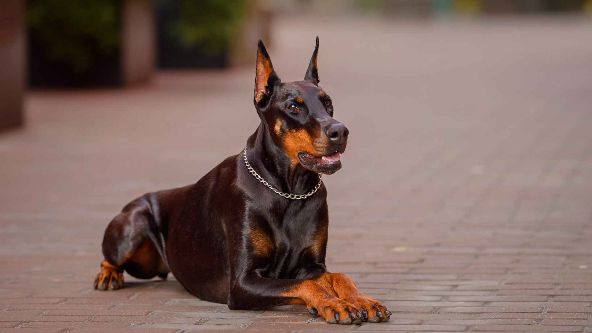 7 Strongest Guard Dog Breeds For Any Threat