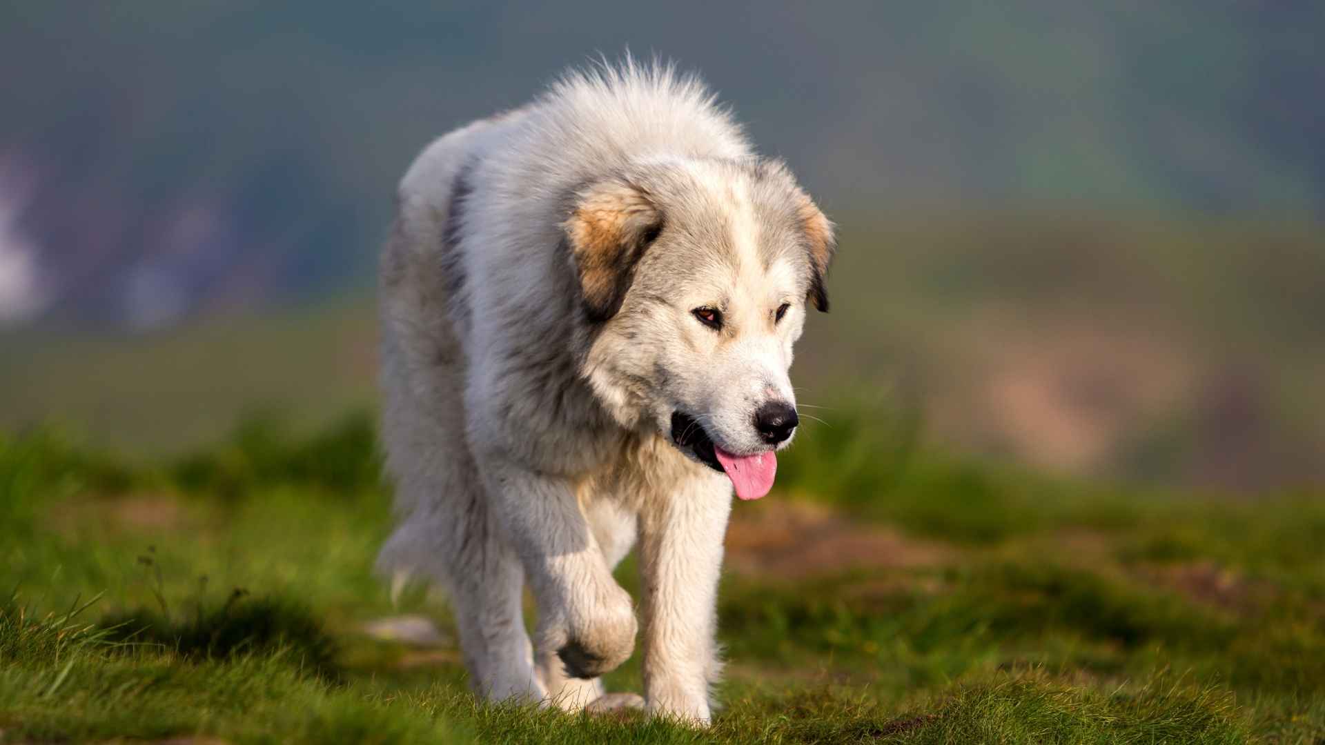 7 Strongest Muscular Dog Breeds For Rural Life