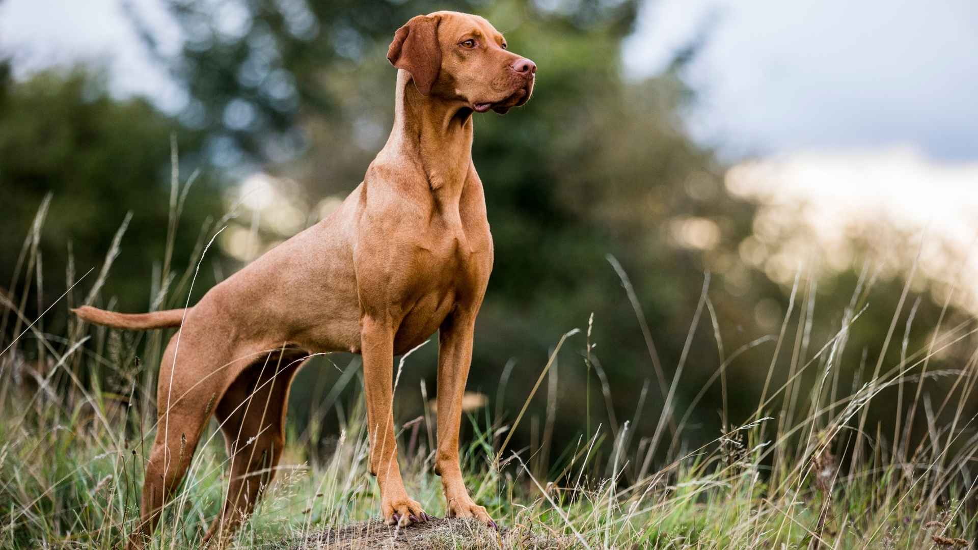 7 Strongest Muscular Hunting Dog Breeds