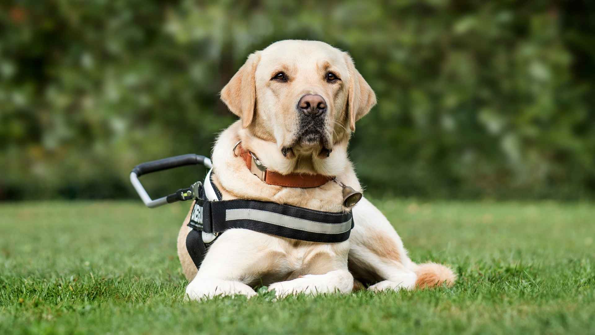 7 Strongest Muscular Service Dog Breeds for Assistance