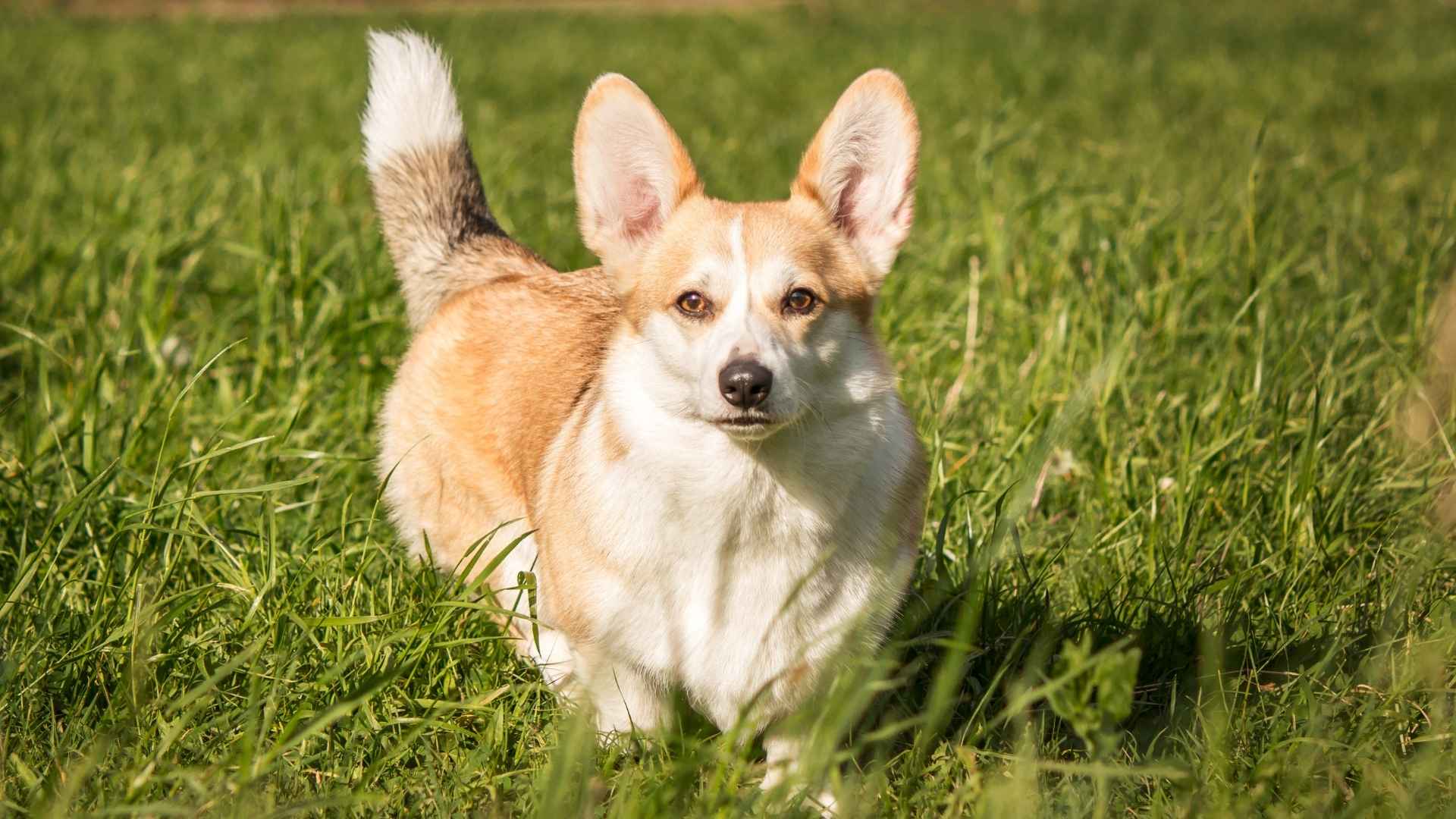 7 Tiny Dog Breeds That Have The Biggest Attitudes