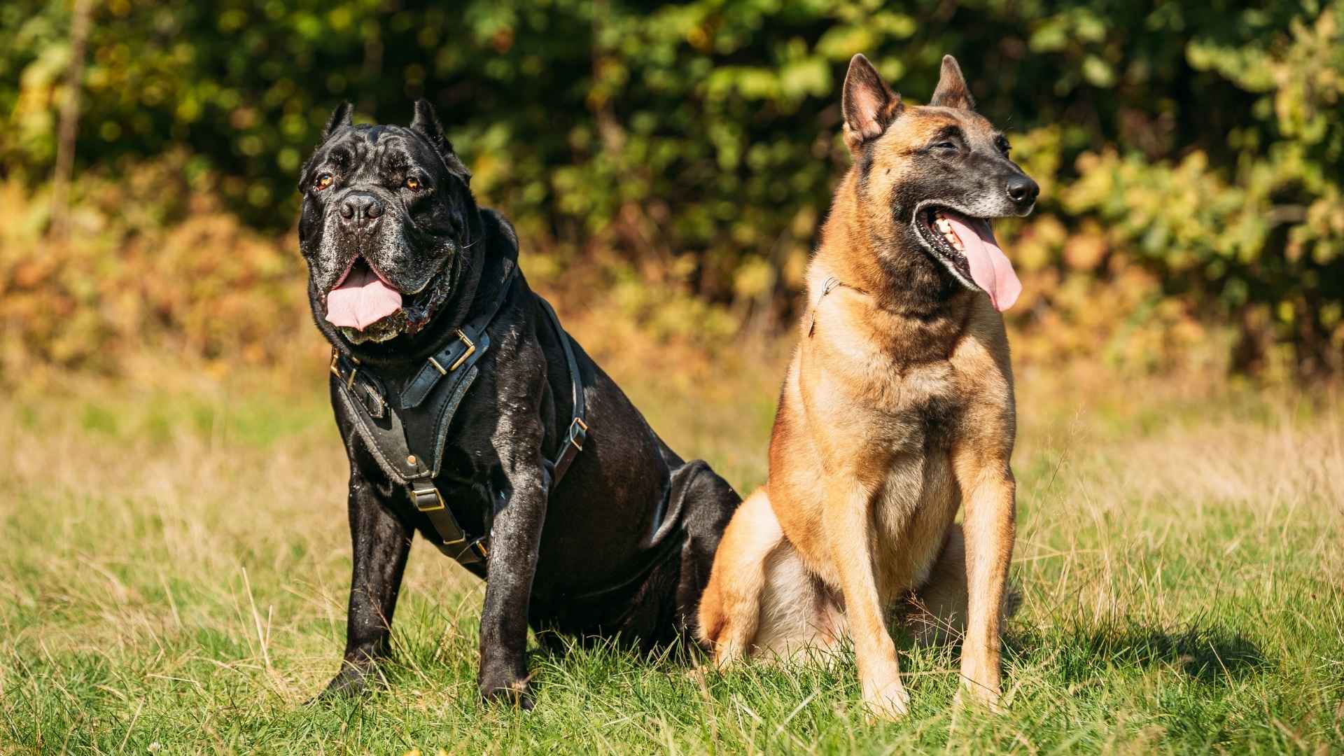 7 Top Muscular Protection Dog Breeds