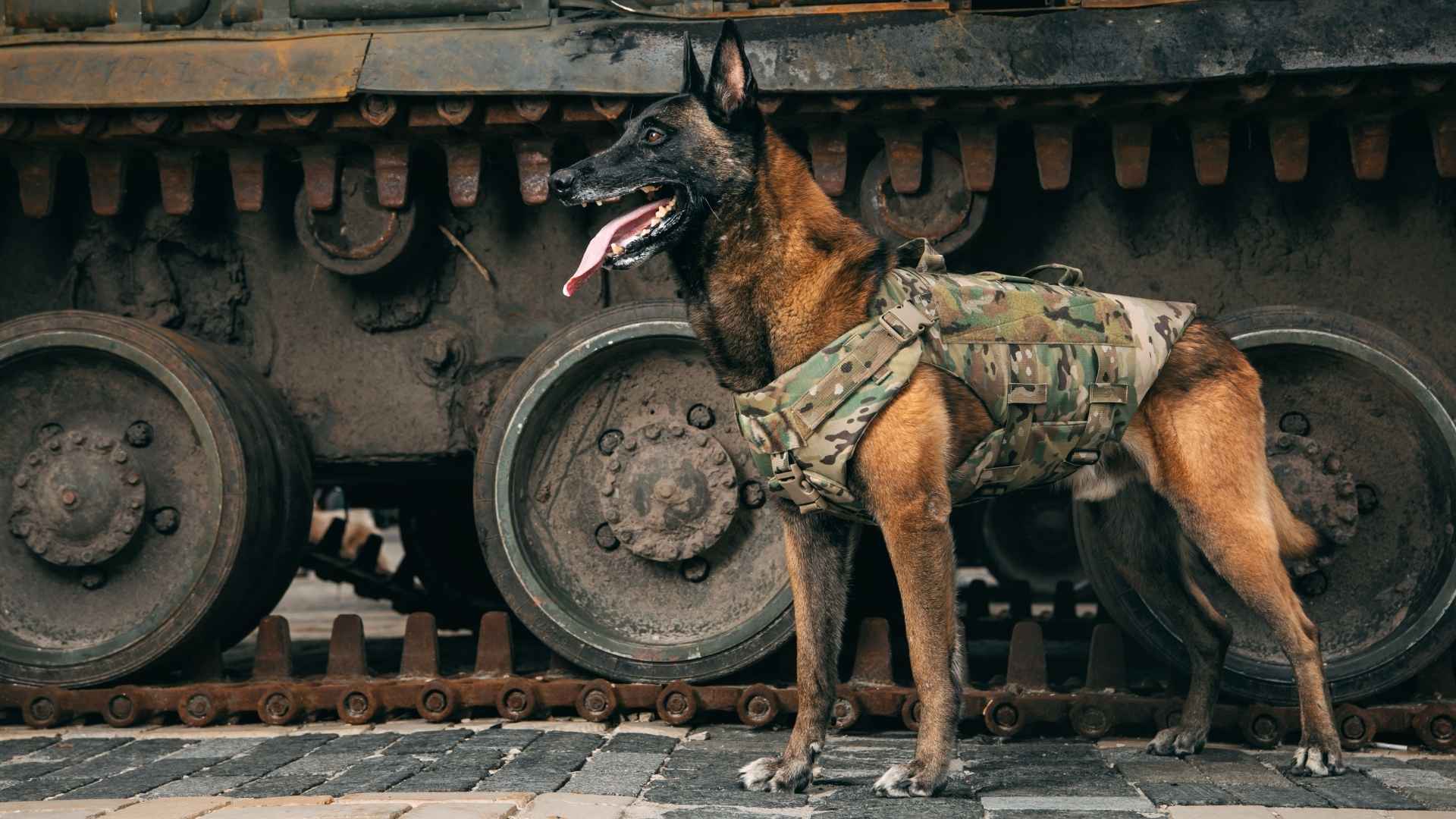 7 Toughest Dog Breeds Used By Military Forces