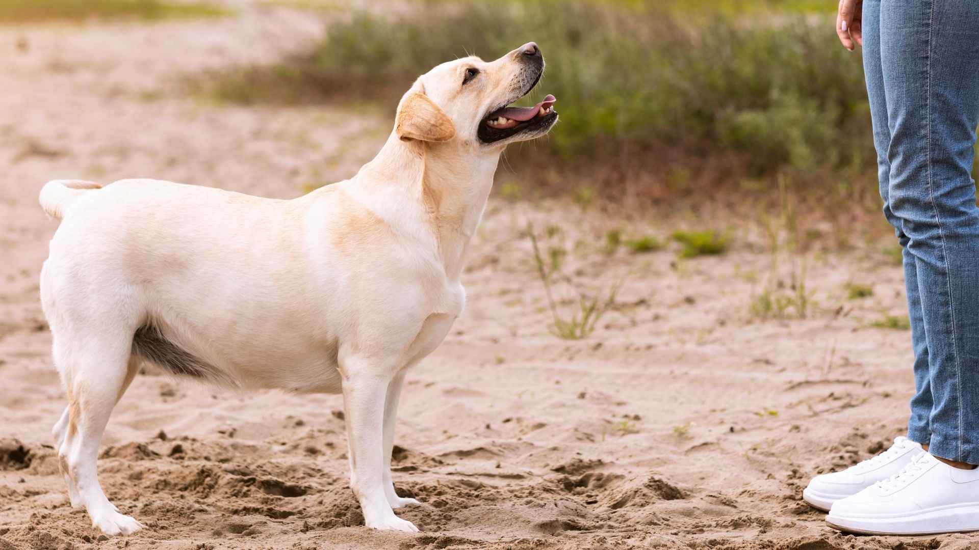 7 Truly Intelligent Smart Dog Breeds