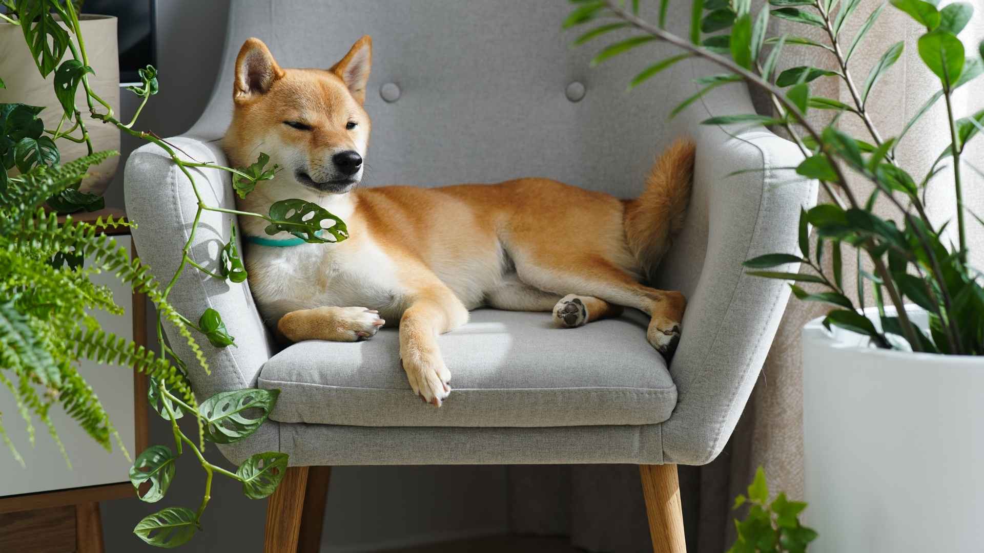 7 Trustworthy Loving Dog Breeds for Staying Home Alone