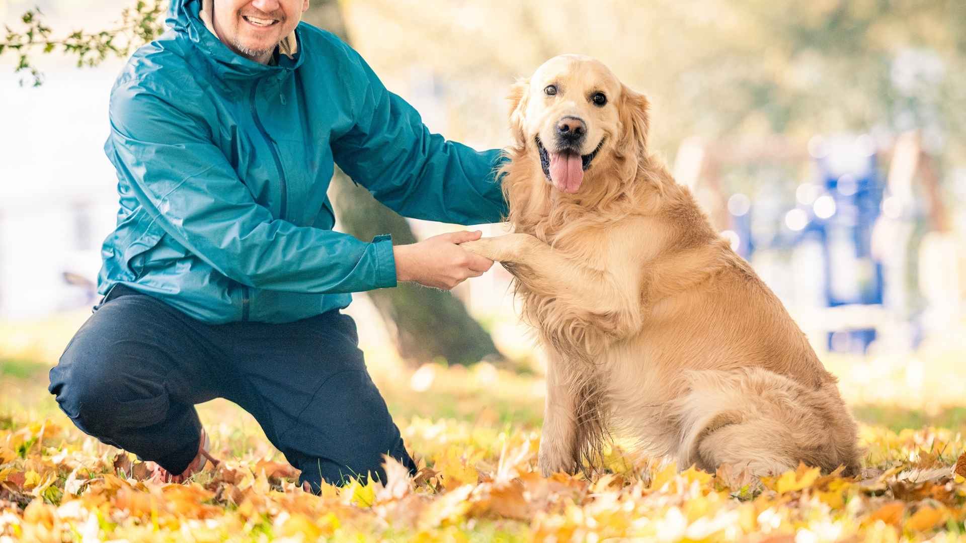 7 Ultimate Smart Dog Breeds You’ll Adore