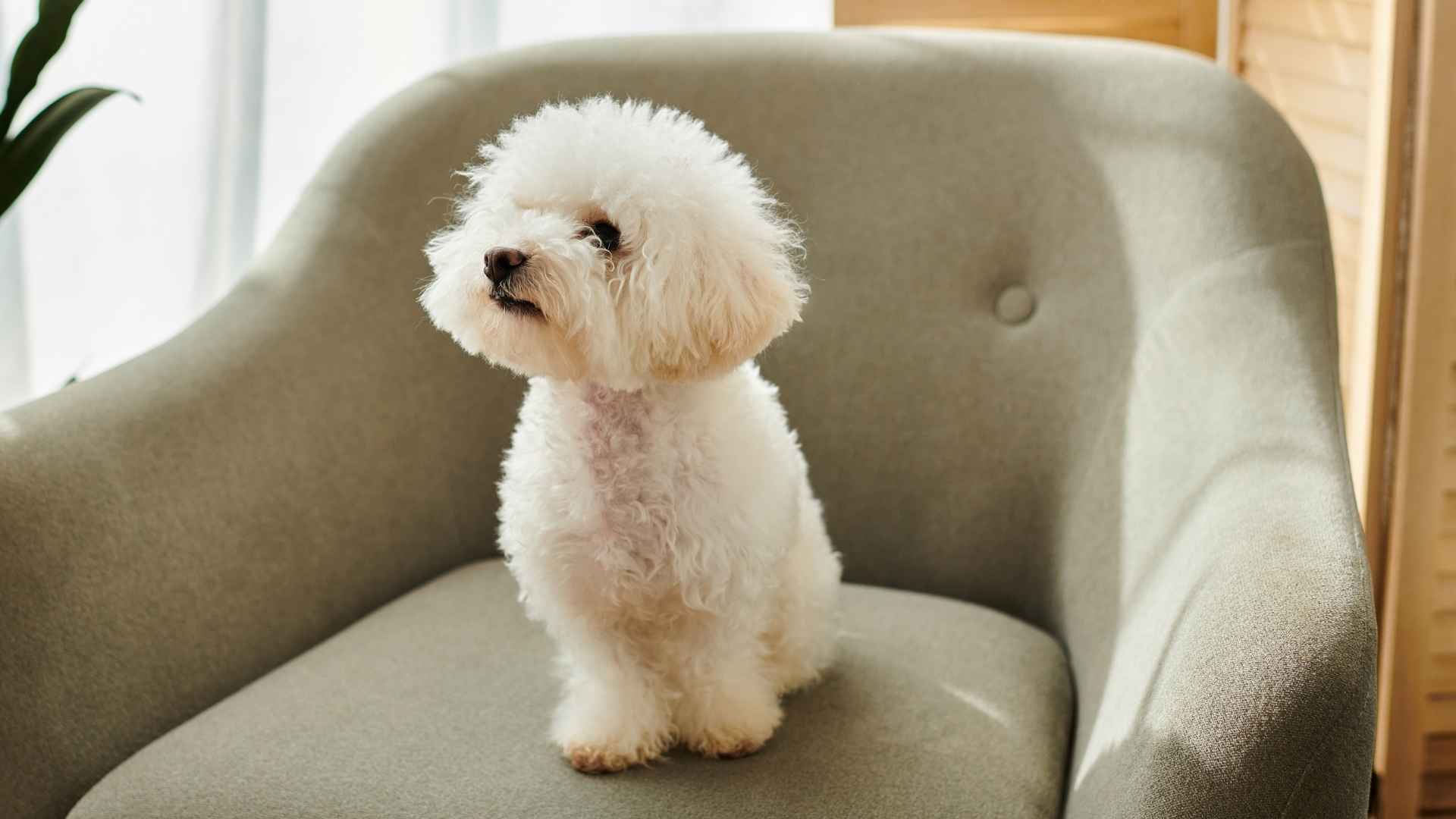 7 Unique Teacup Dog Breeds Perfect For Small Spaces