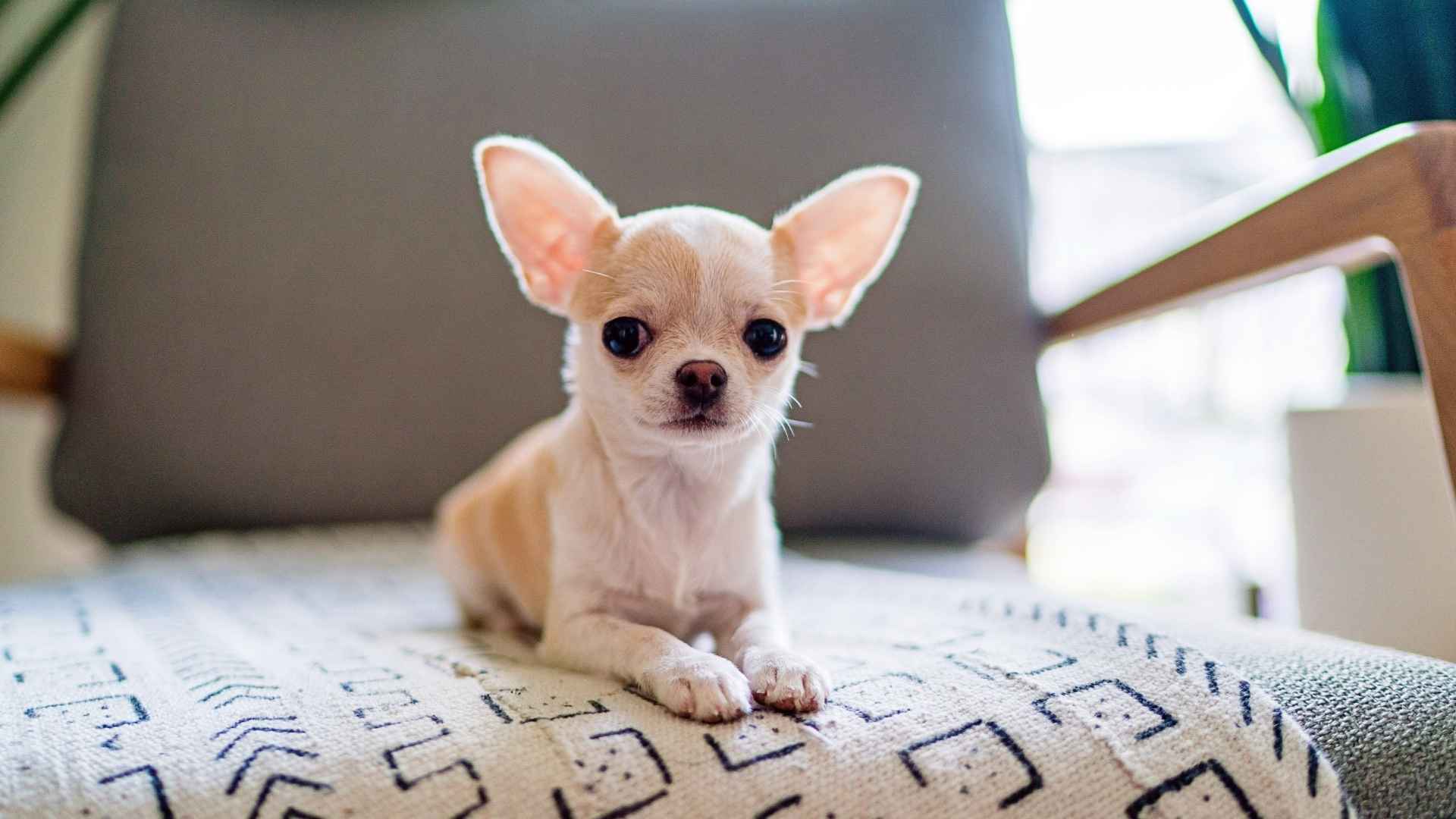 7 Unusual Teacup Dog Breeds Worth Exploring