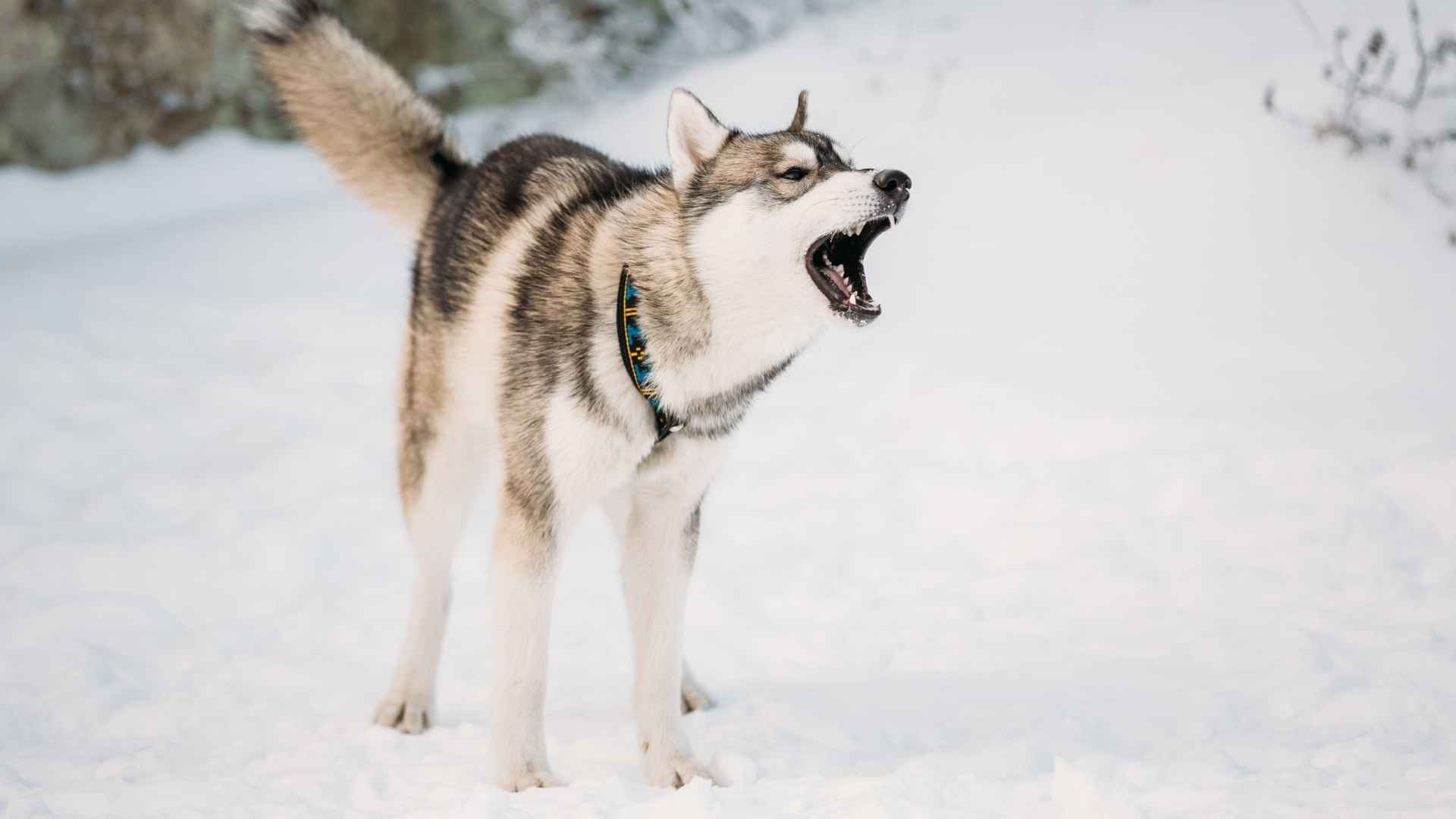 7 Very Alert Dog Breeds That Love To Bark