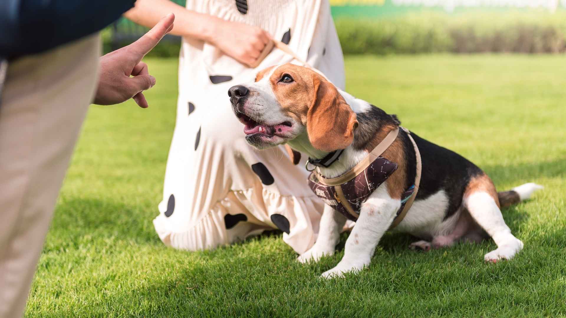 7 Very Bad Dog Breeds That Will Test Your Patience!