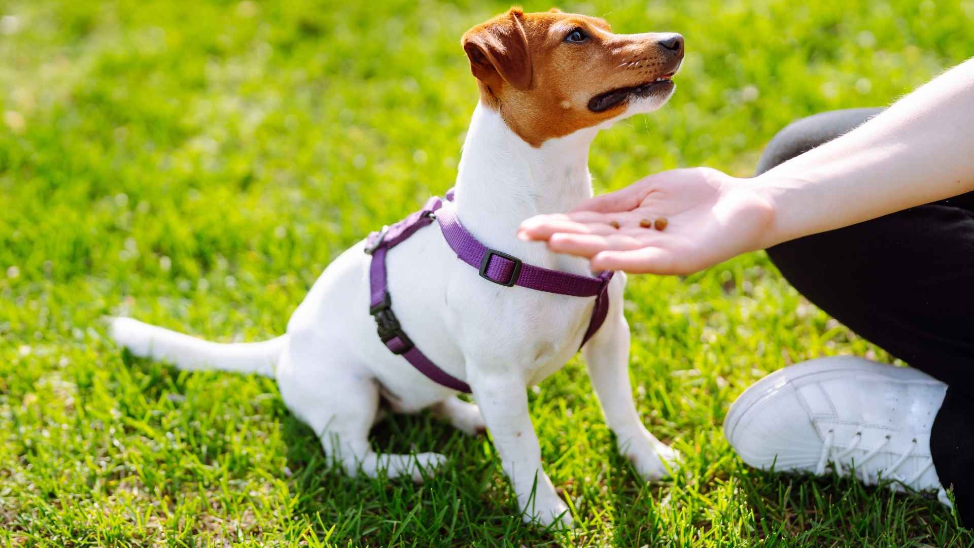 7 Worst Behaved Dog Breeds That Don’t Listen Well