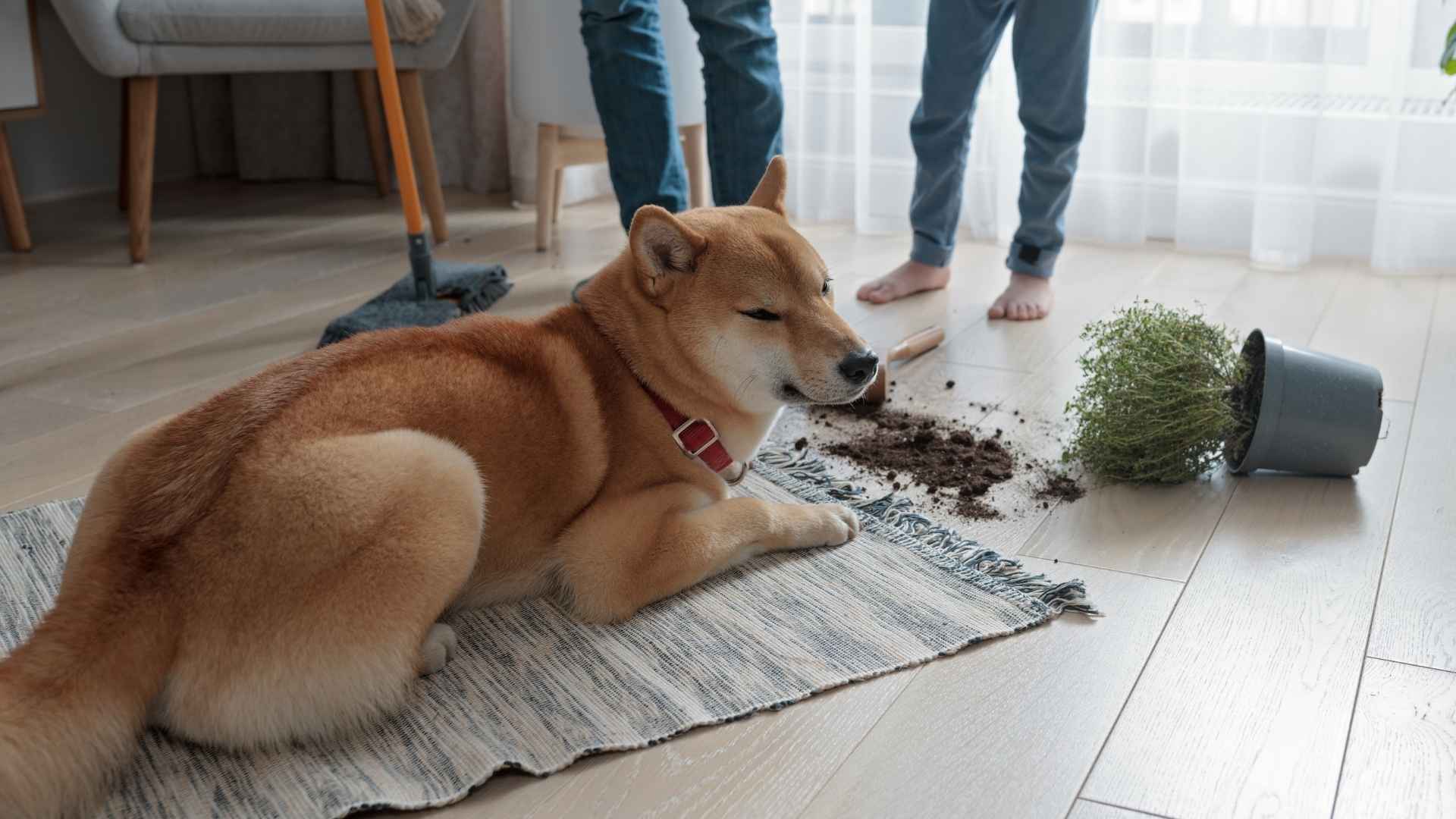 7 Worst Behaved Dog Breeds That'll Test Your Patience