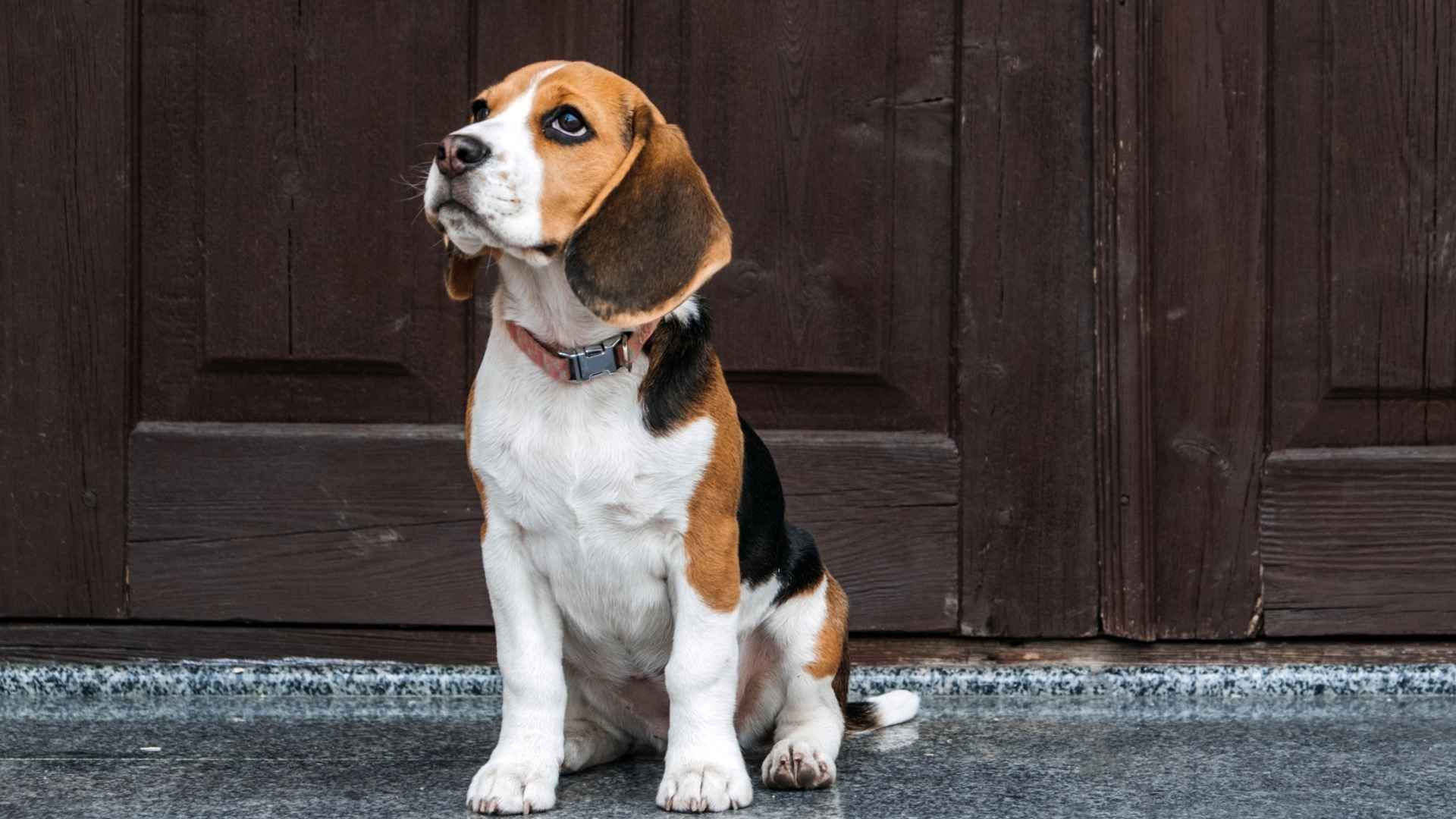 7 Worst Dog Breeds For Guarding Your Home