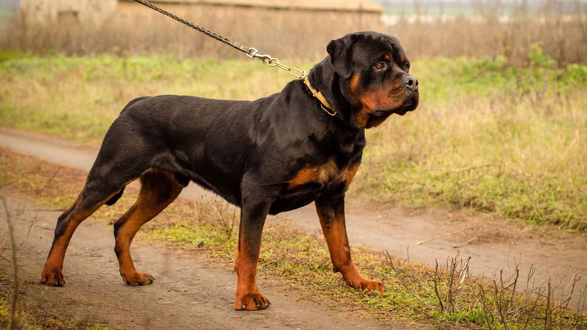 7 Worst Dog Breeds That Deserve A Second Chance