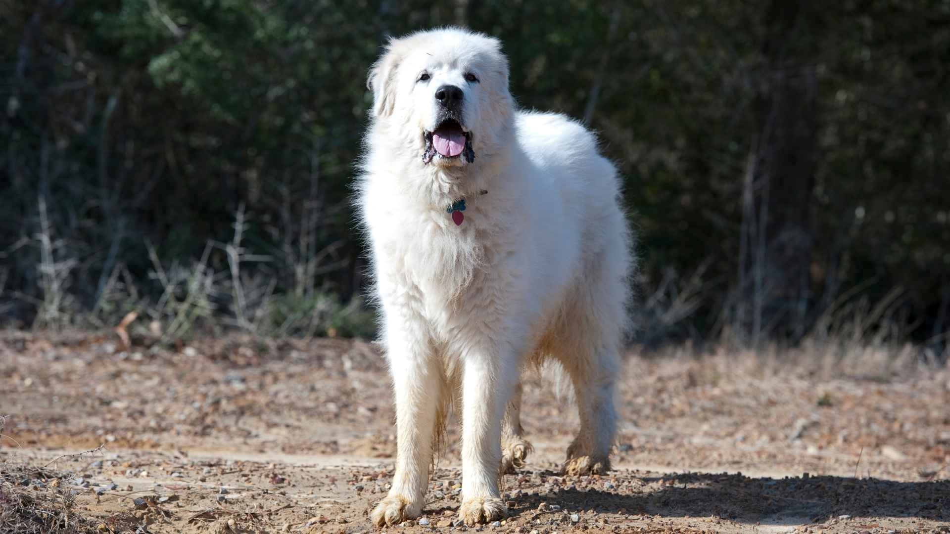 8 Best Dog Breeds For Guarding Wildlife Reserves