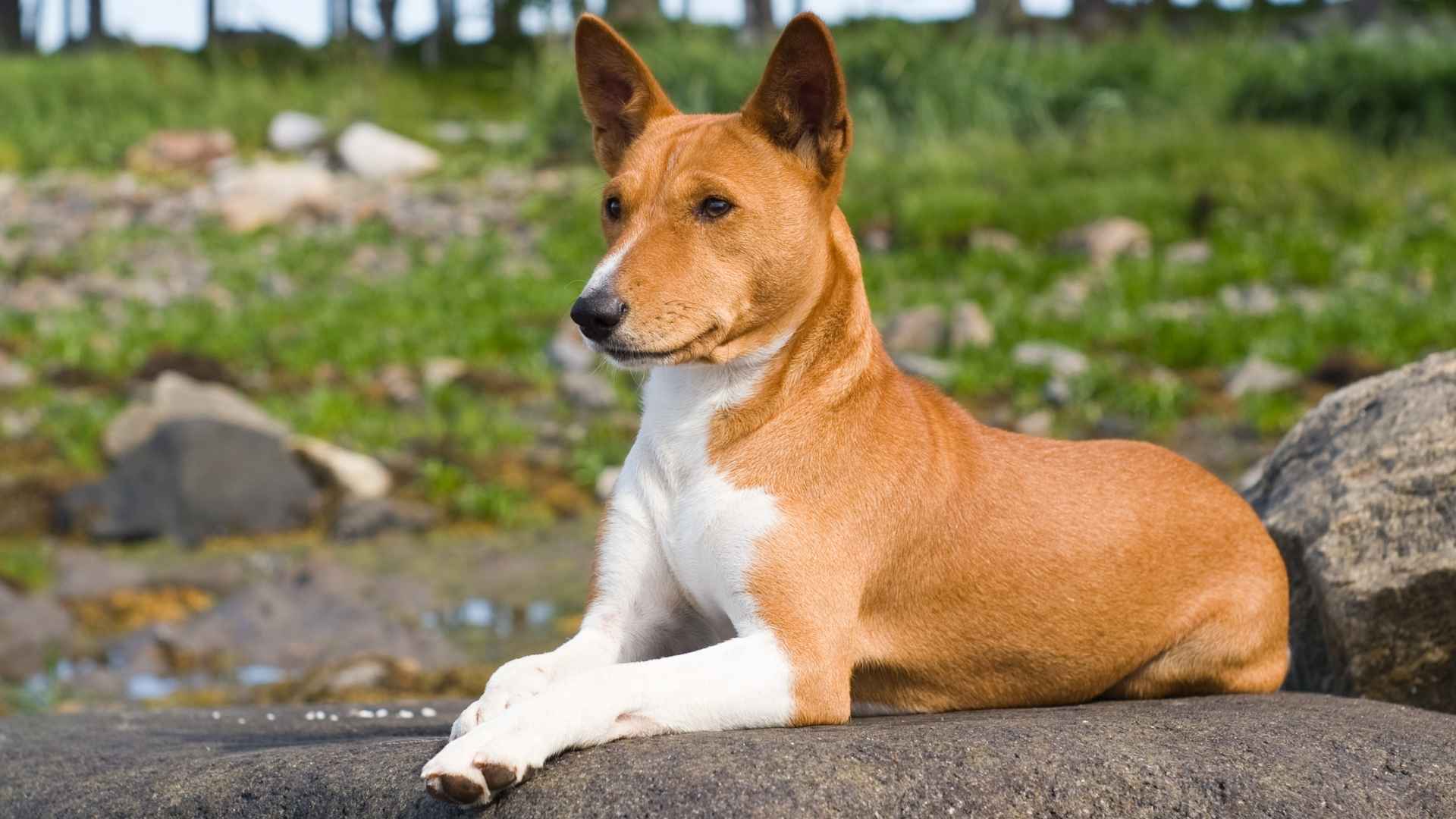 8 Best Dog Breeds That Prefer Their Own Time