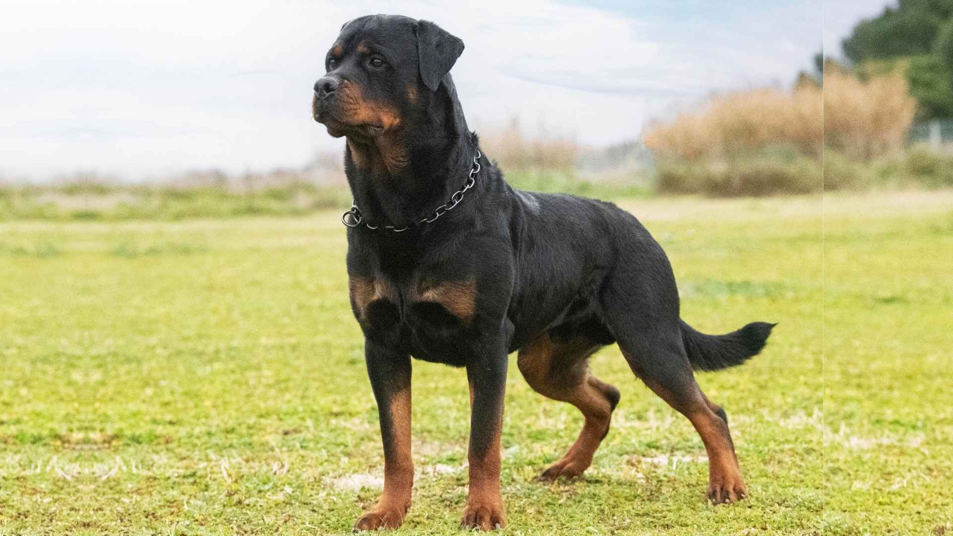 8 Best Muscular Dog Breeds For Farm Life