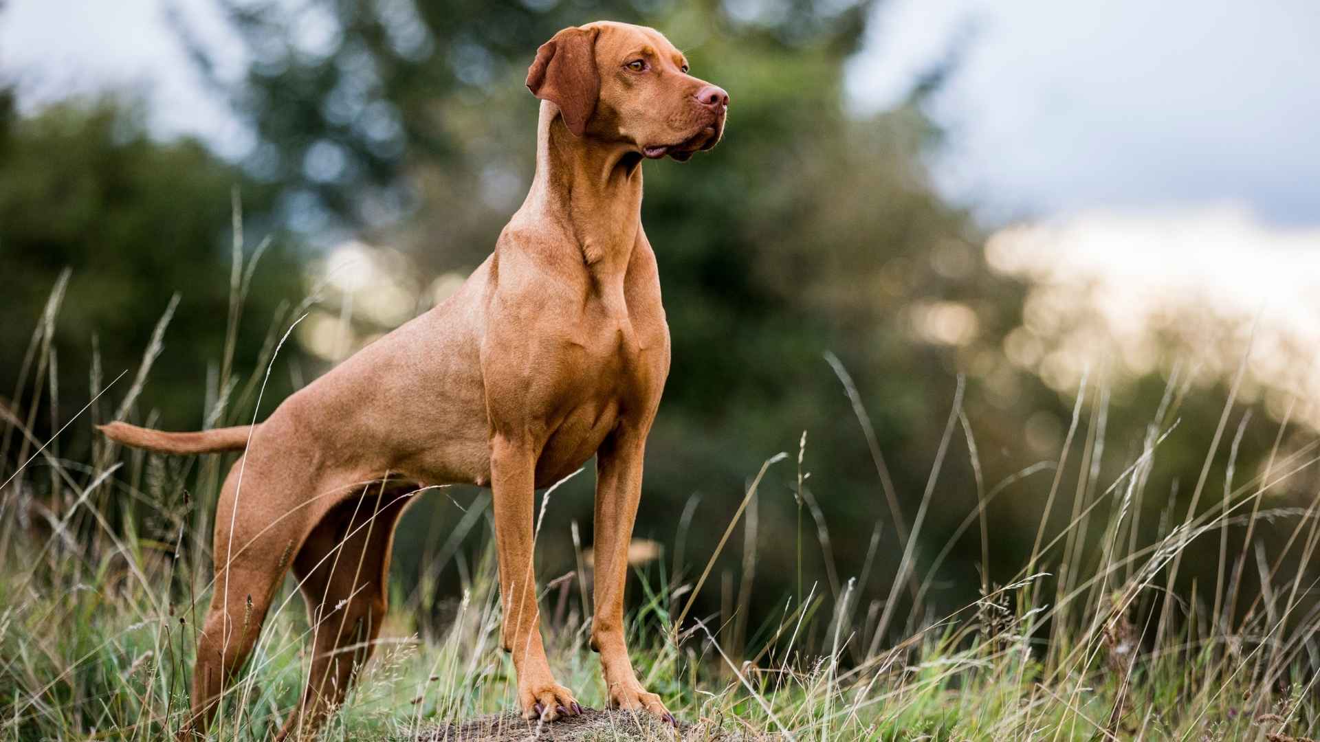 8 Best Muscular Gun Dog Breeds for Every Hunting Enthusiast